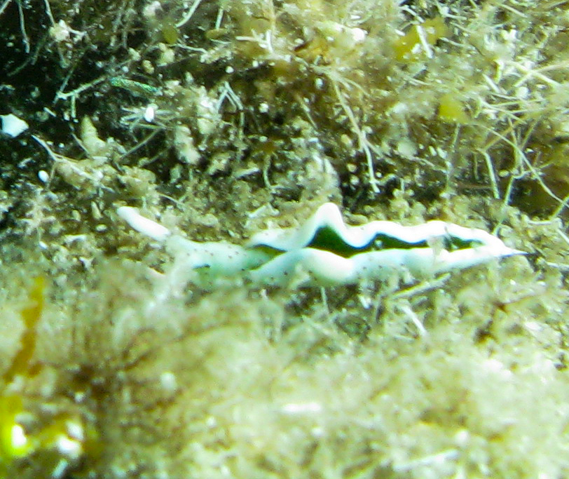 Elysia (Elysia viridis)