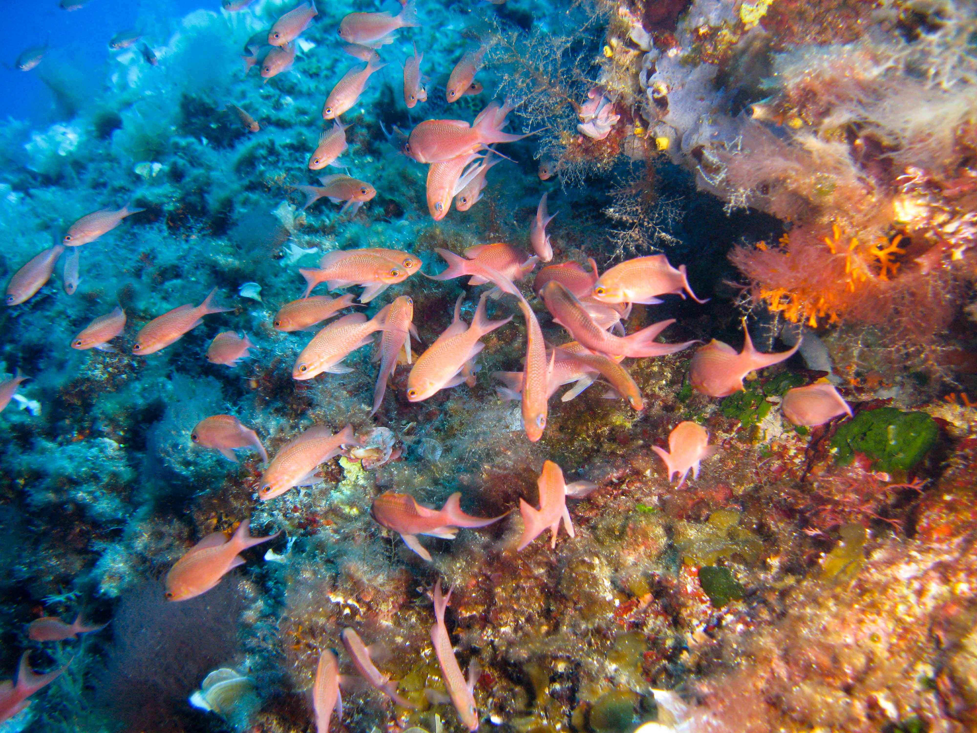 Swallowtail sea perch