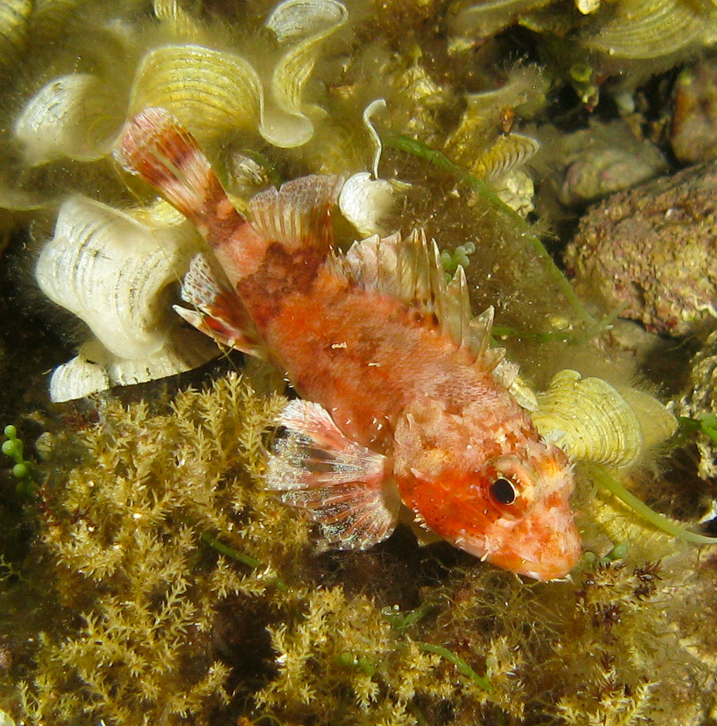 Scorpionfish