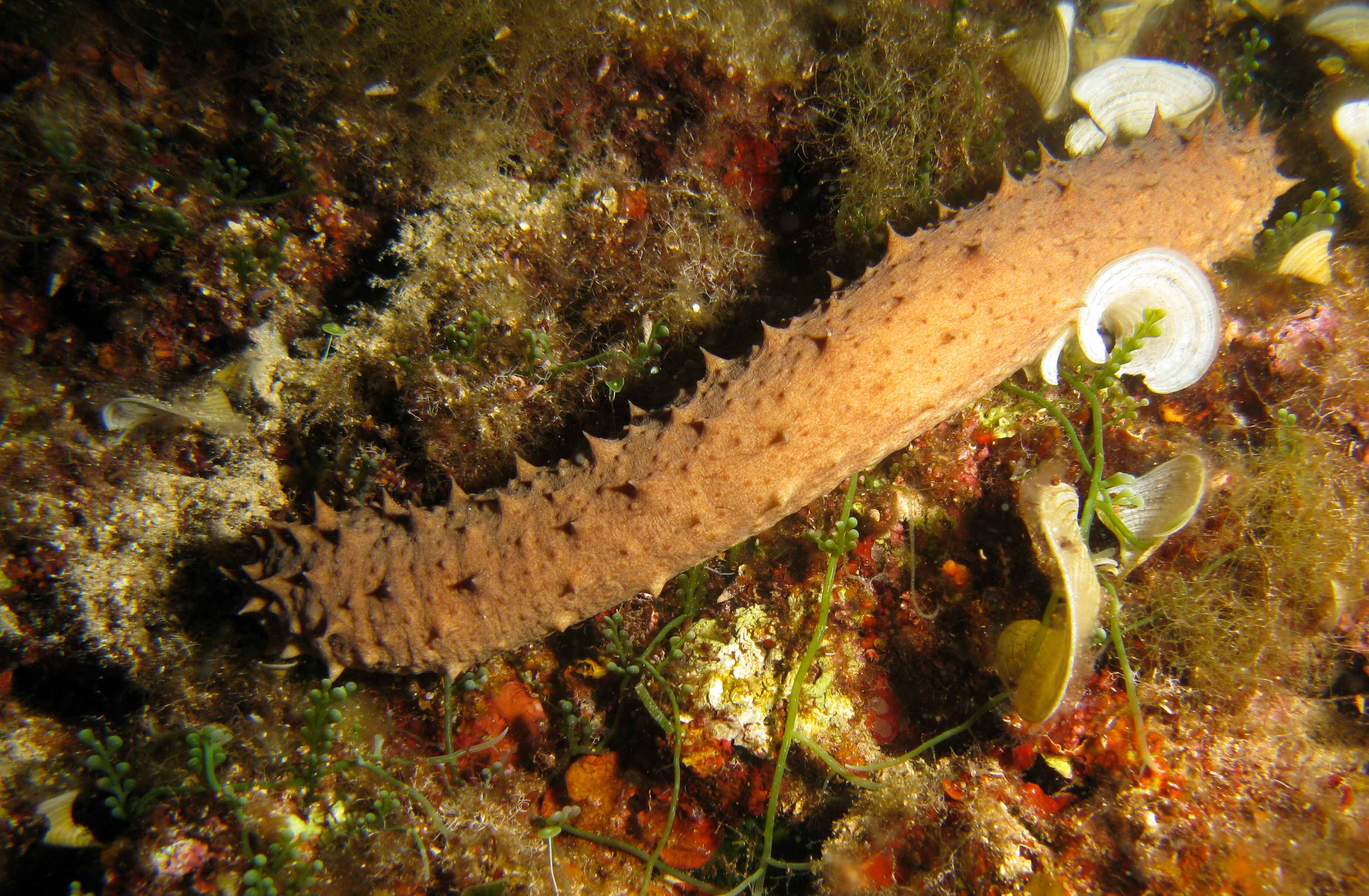Tubular cucumber (Holothuria tubulosa)