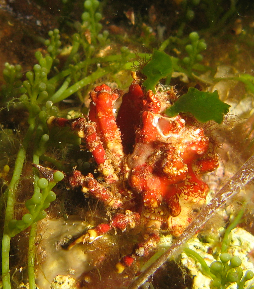 Red spider crab