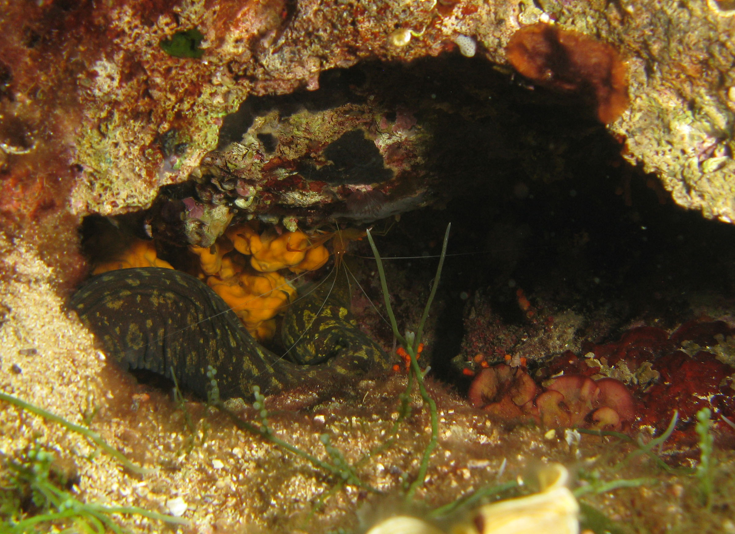 Moray eel (sleeping), with symbiotic shrimp