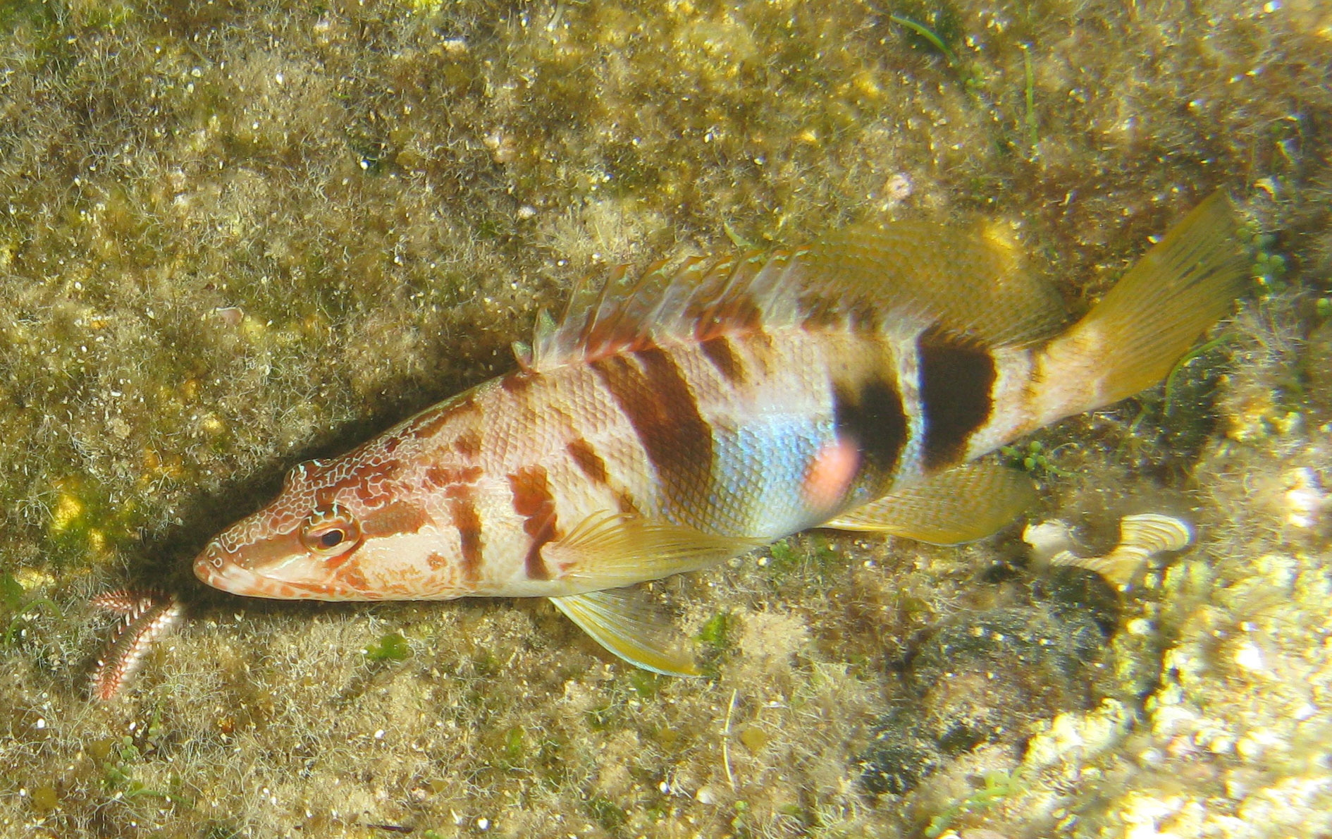 Painted comber & fireworm