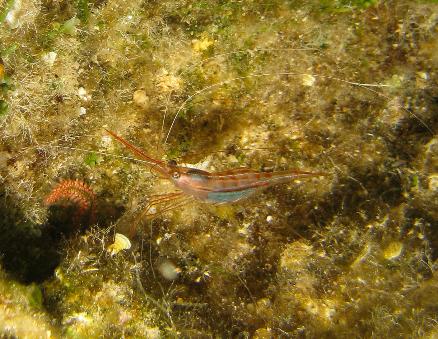 Unicorn shrimp with underside blue eggs