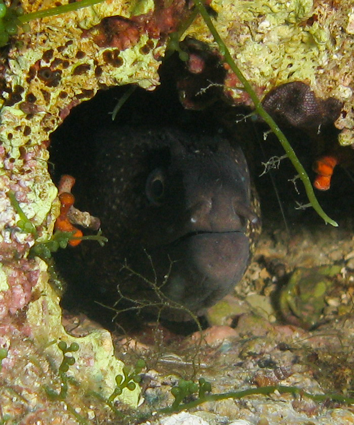 Moray eel