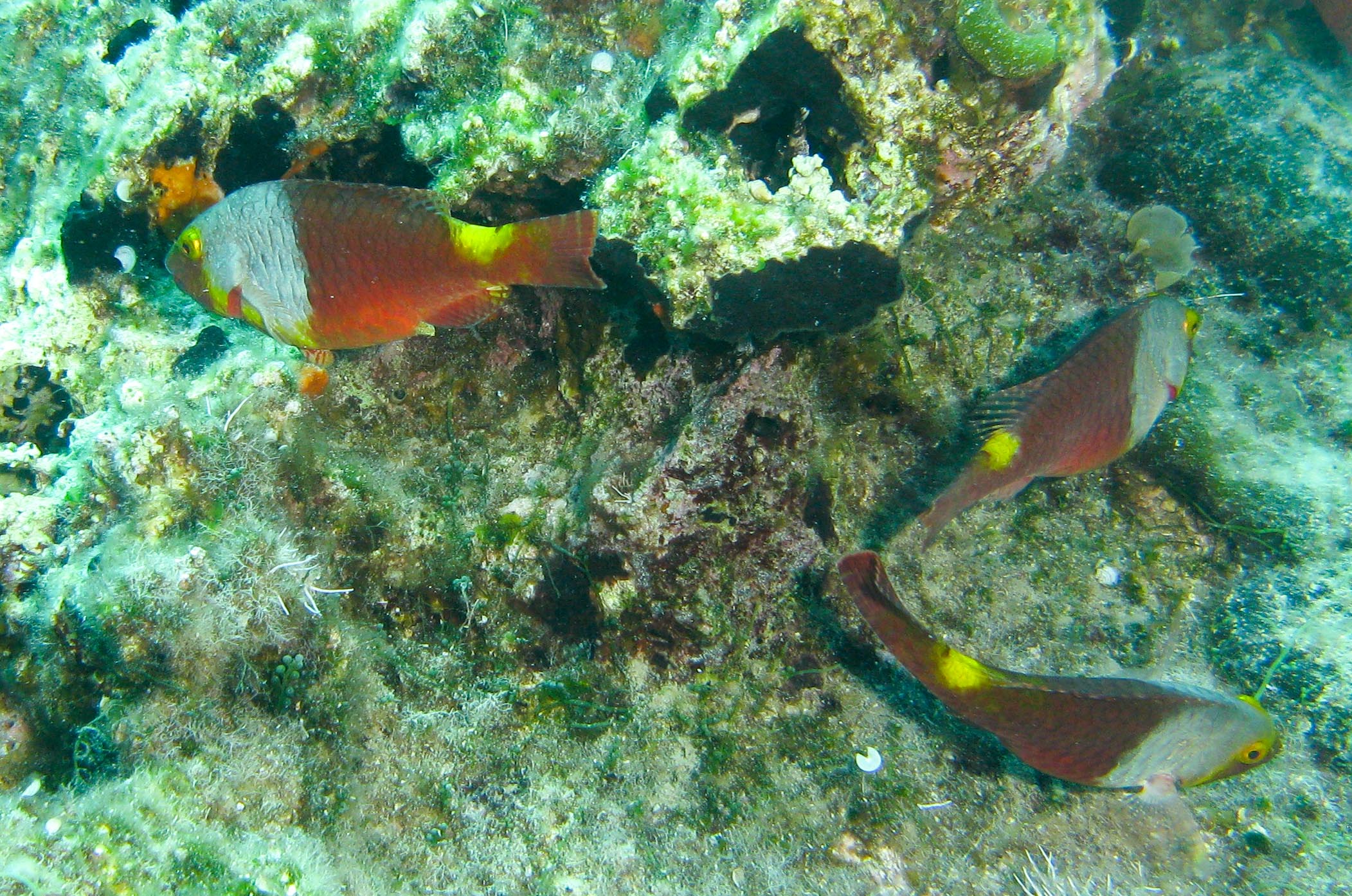 Parrotfish (female)