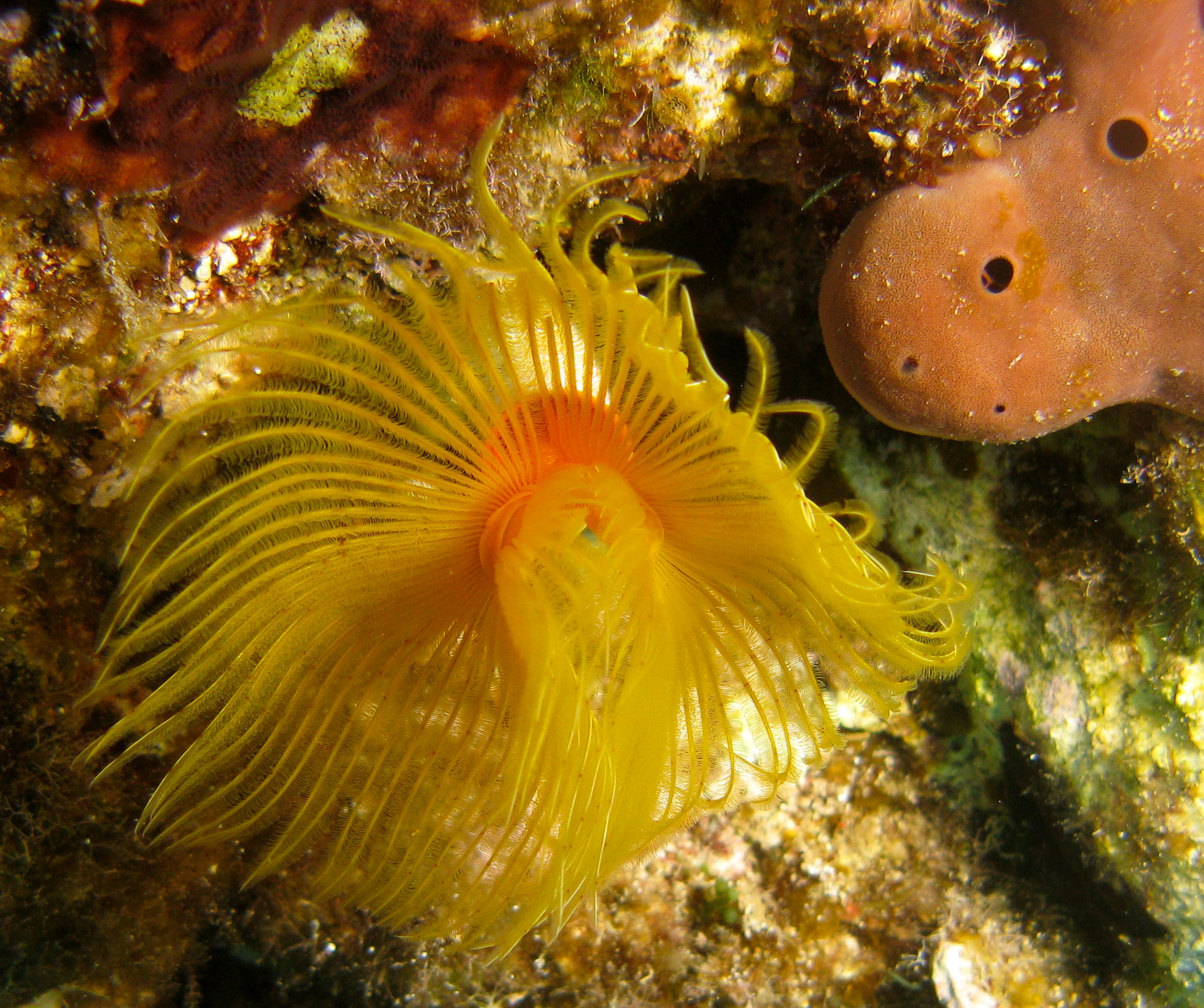 Variable Tube Worm (Serpula vermicularis)
