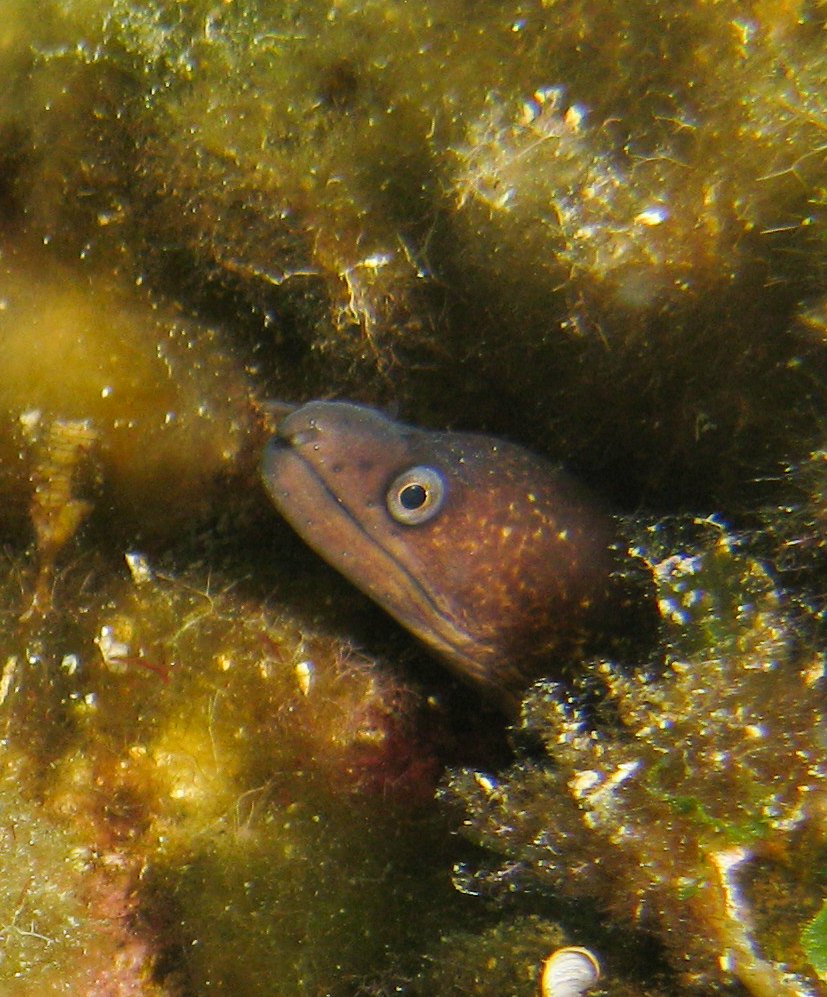 Moray eel
