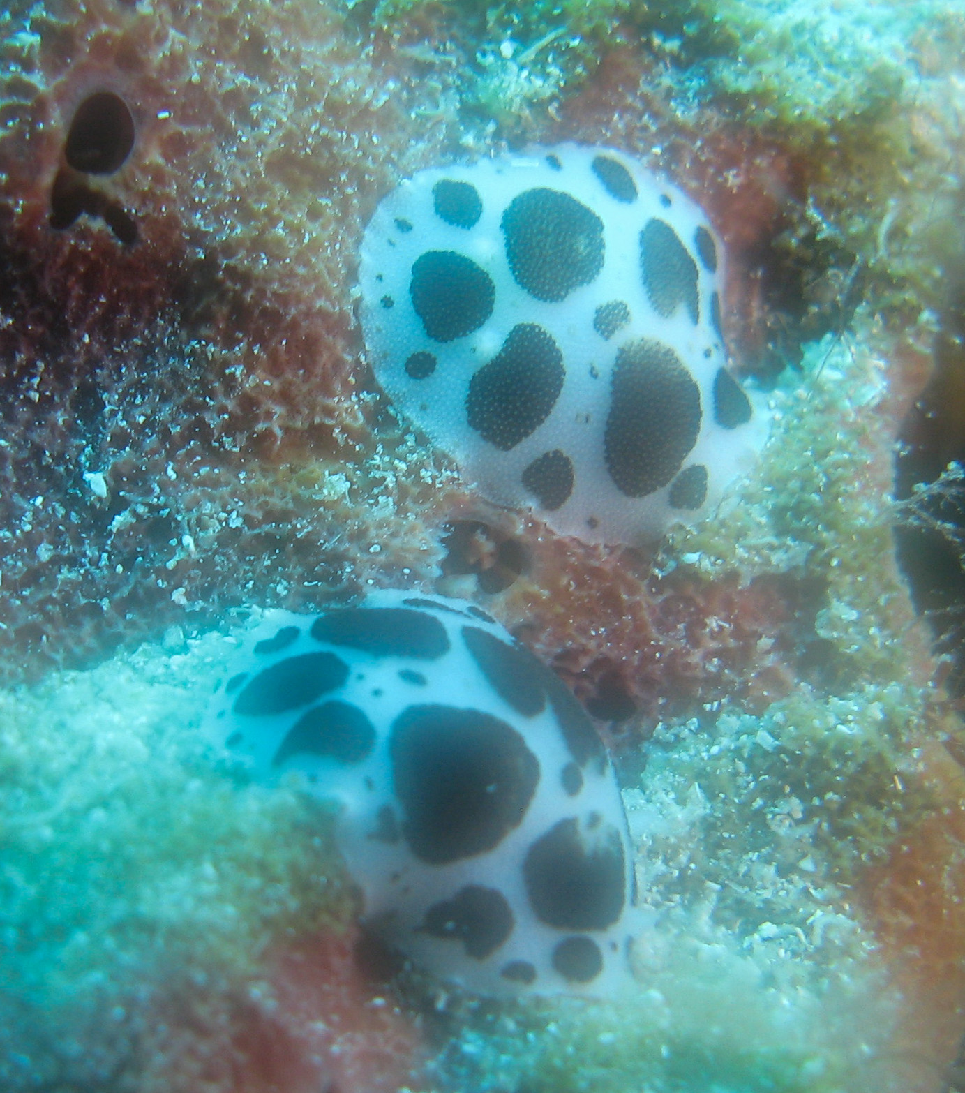 Dalmatian nudibranch (Spotted doris)