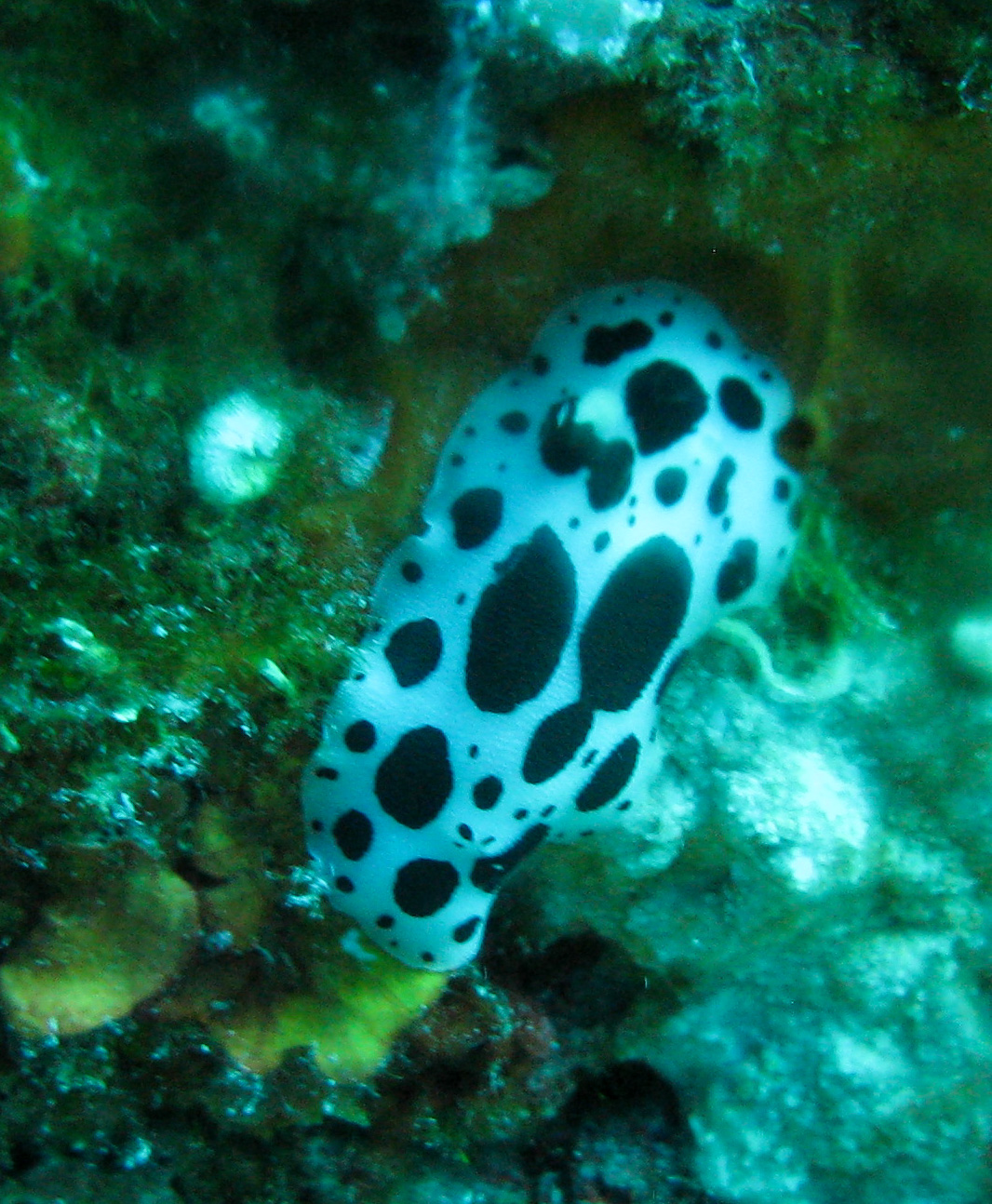 Dalmatian nudibranch (Spotted doris)