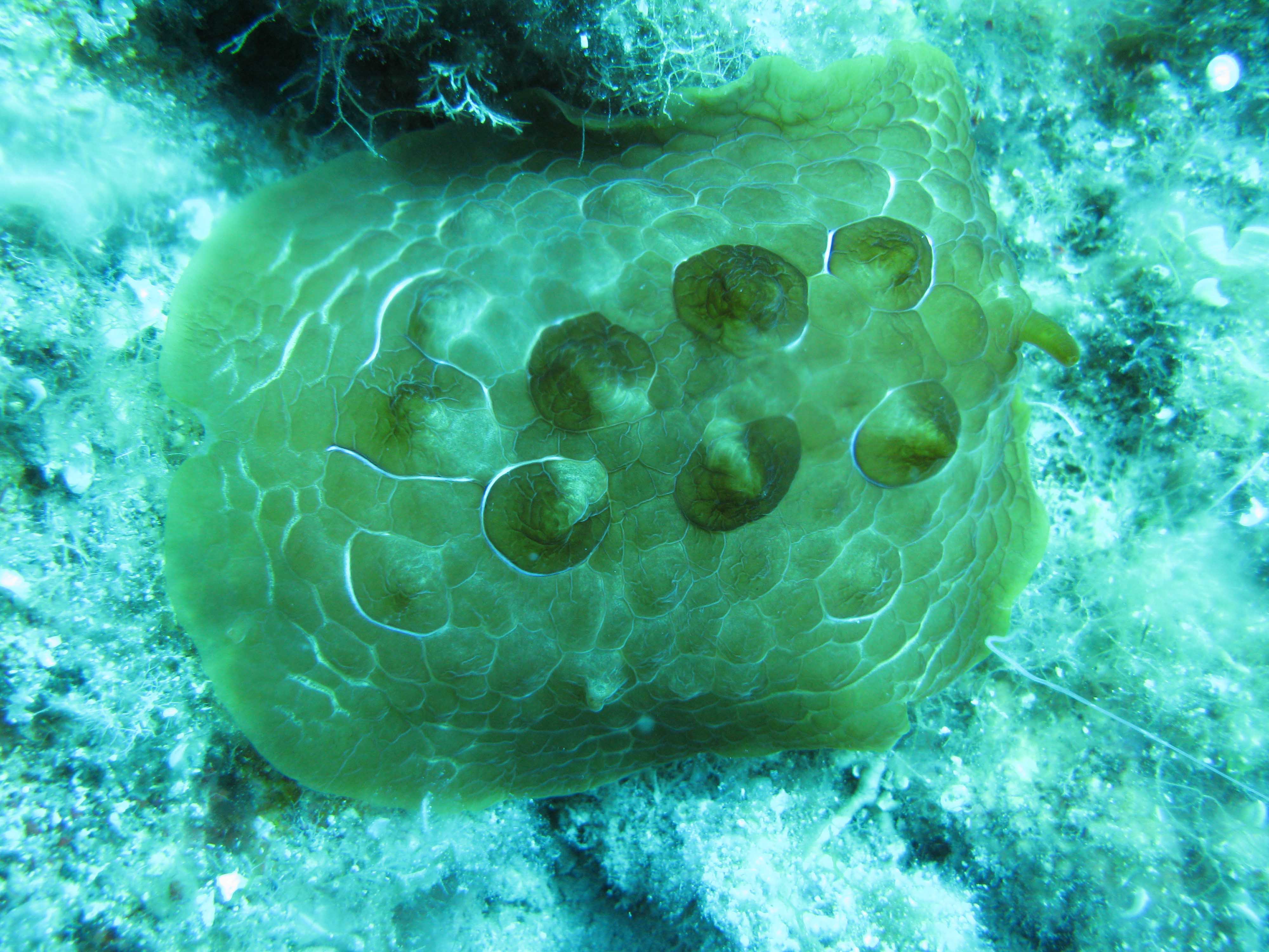 Warty seahare (Dolabrifera dolabrifera)