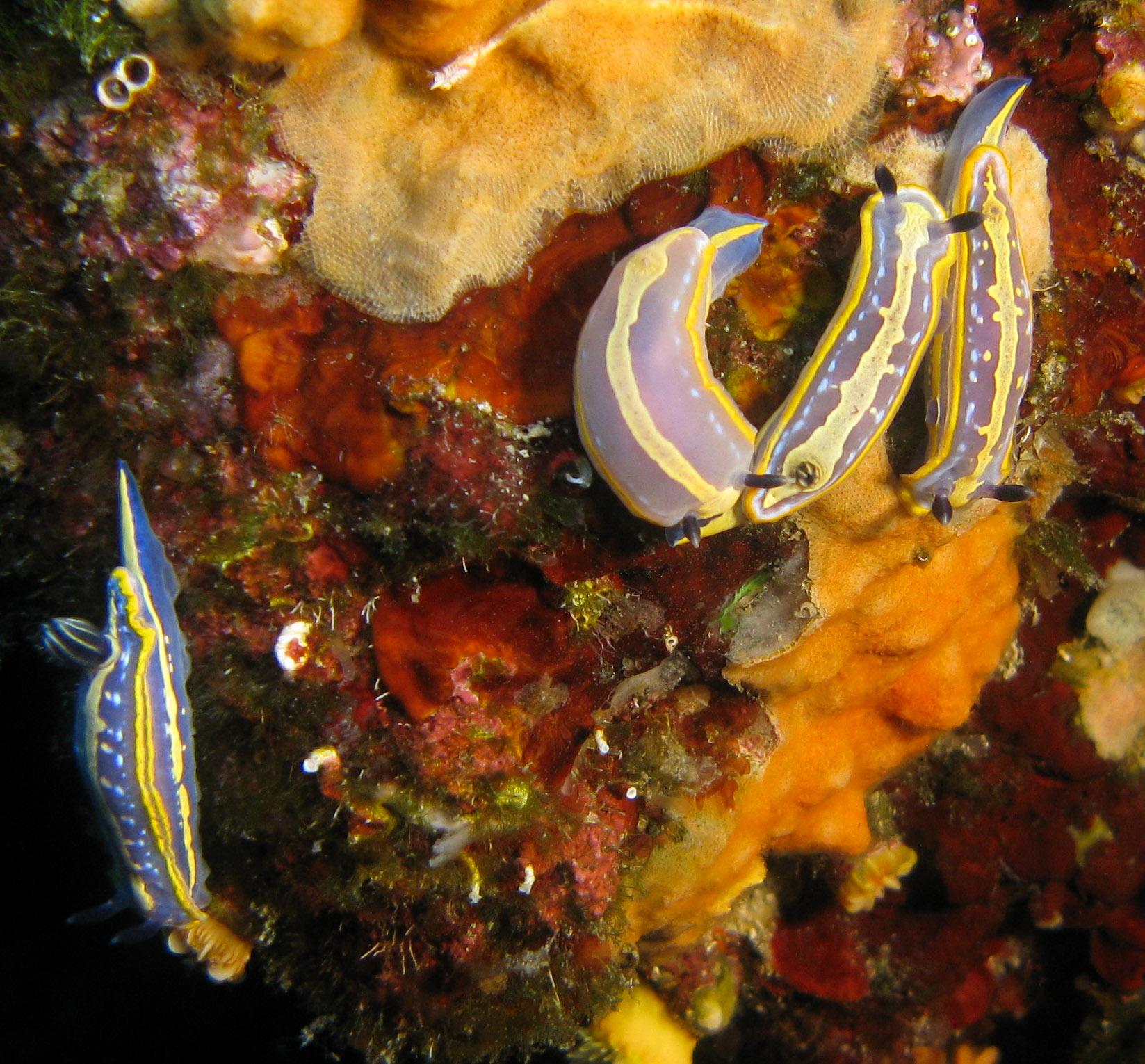 Tricolor sea goddess (Felimare tricolor)
