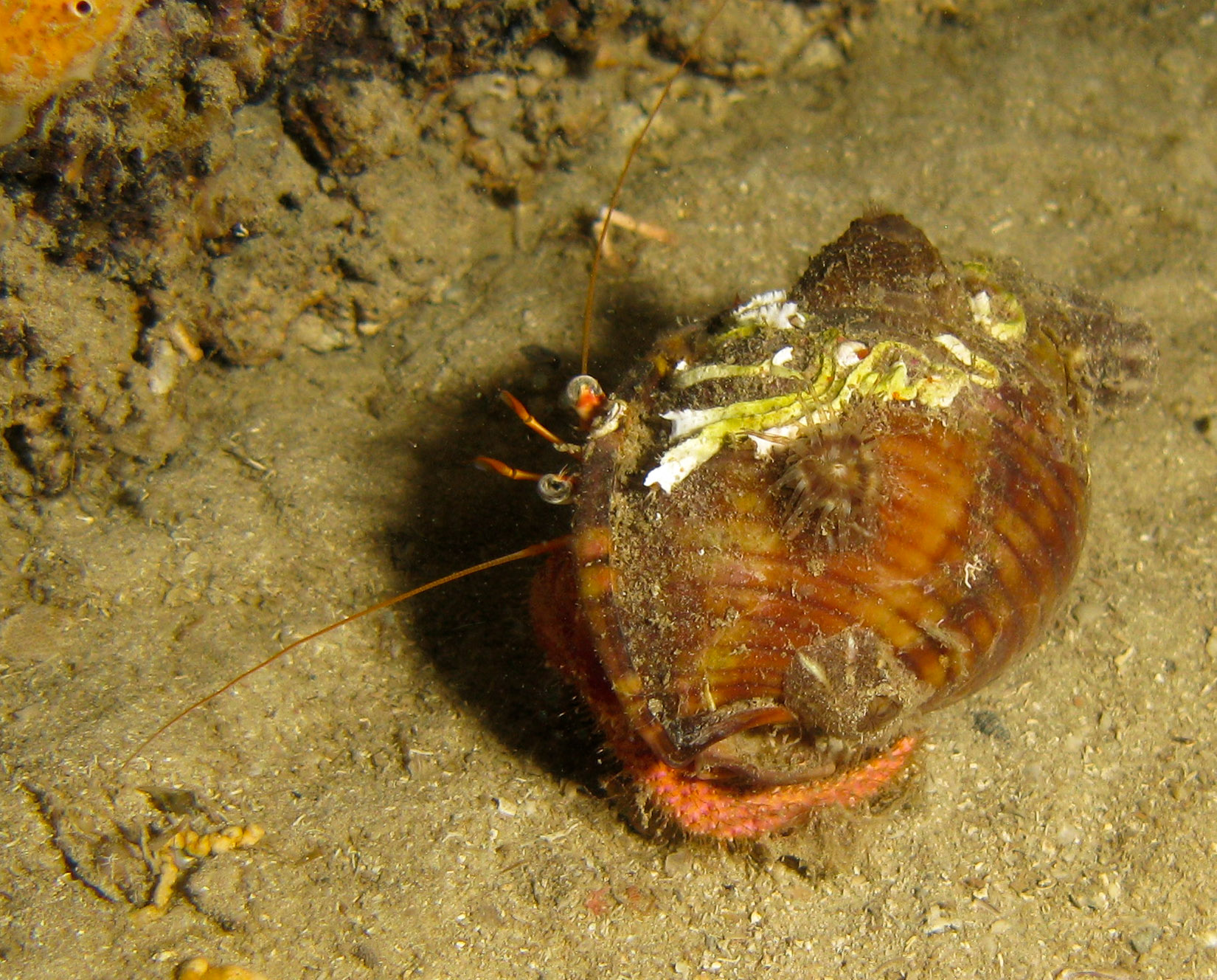 Hermit crab in whelk shell
