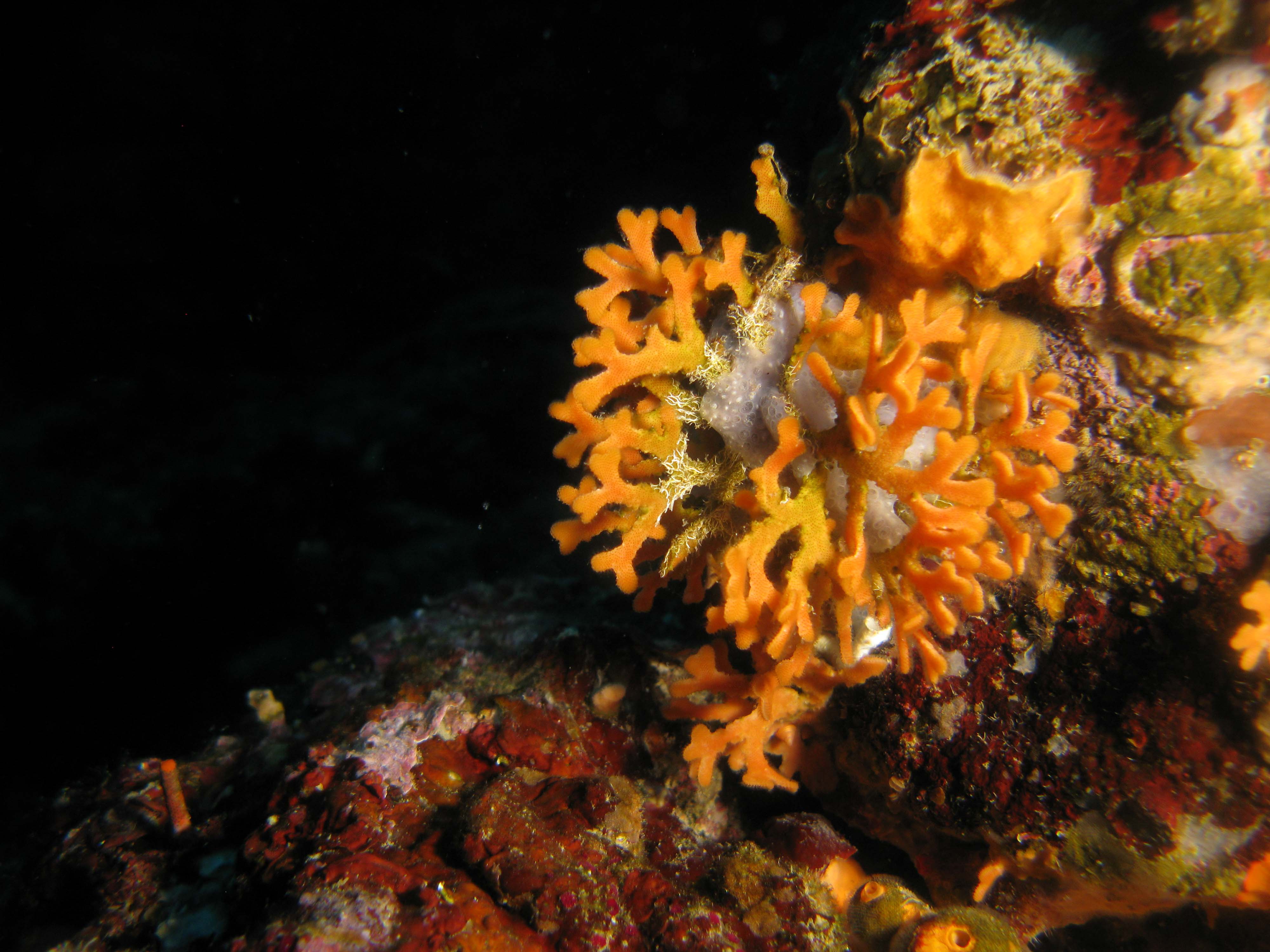 Deer Horn Coral (Pentapora fascialis)