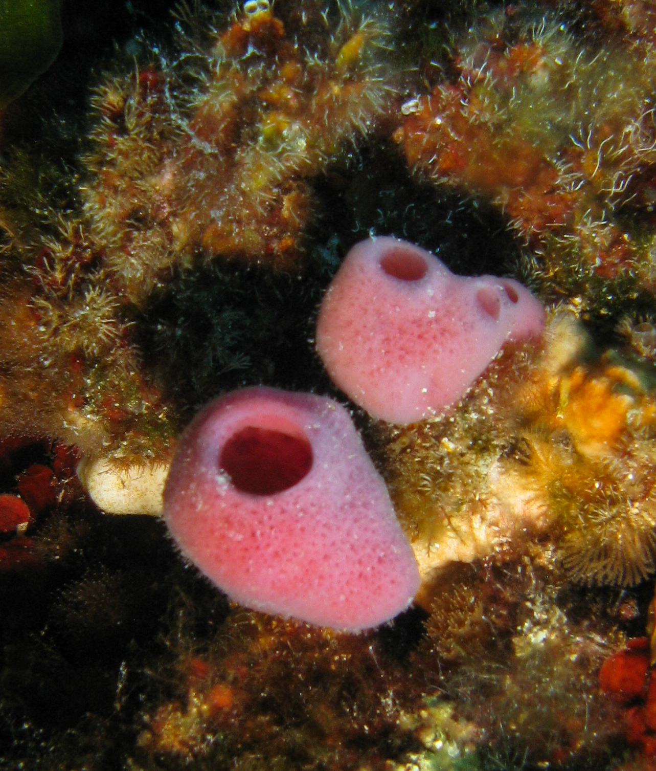 Pink tube sponge (Haliclona mediterranea)