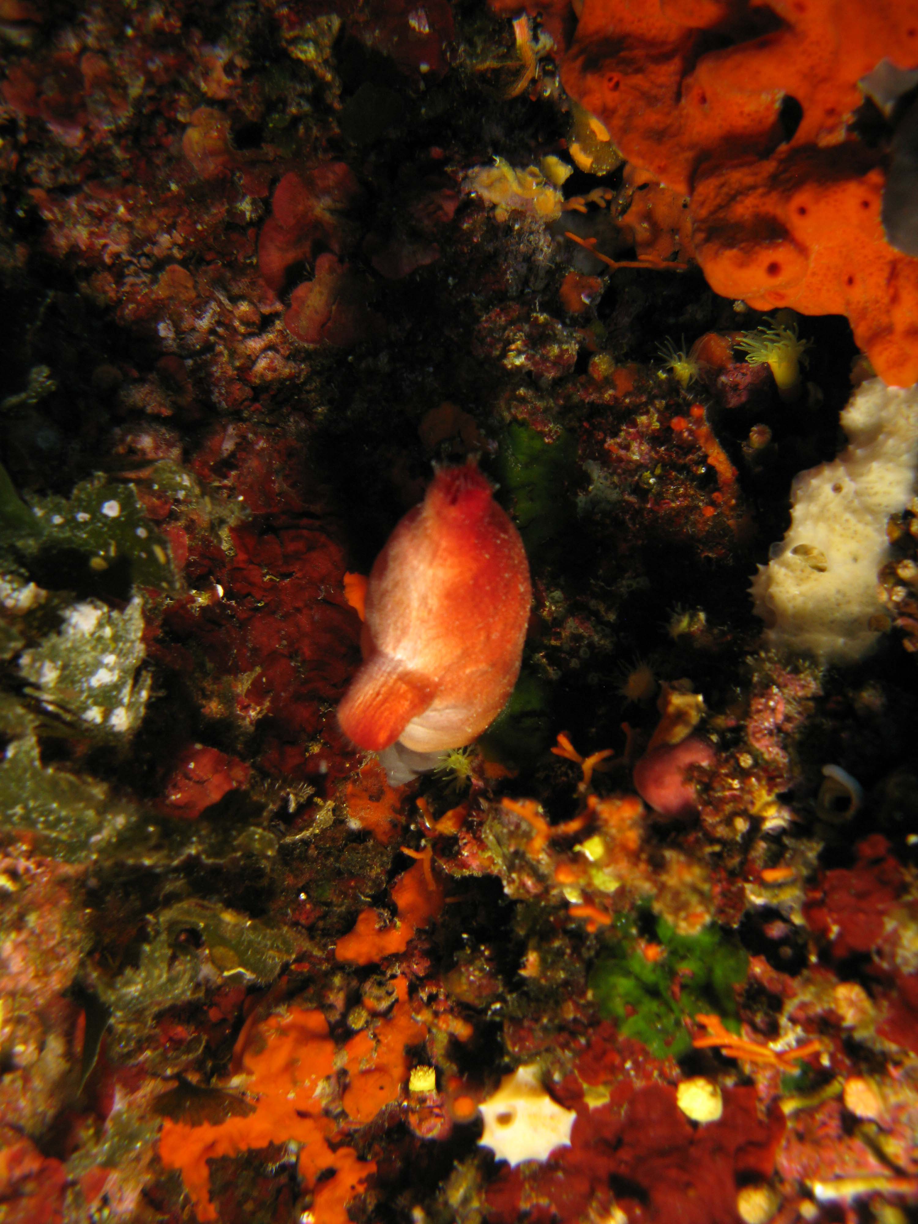Red sea squirt