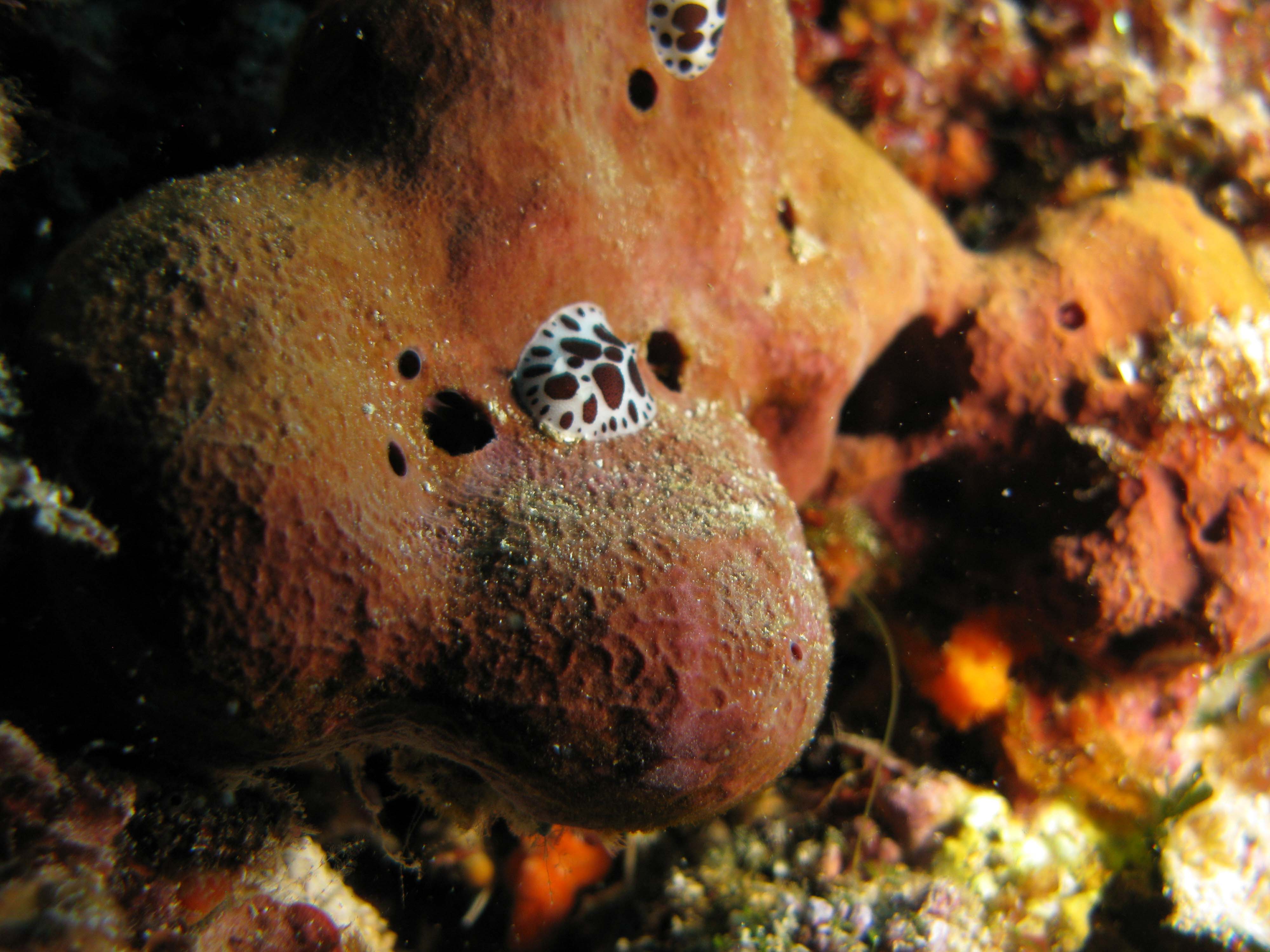 Dalmatian nudibranch (Spotted doris)