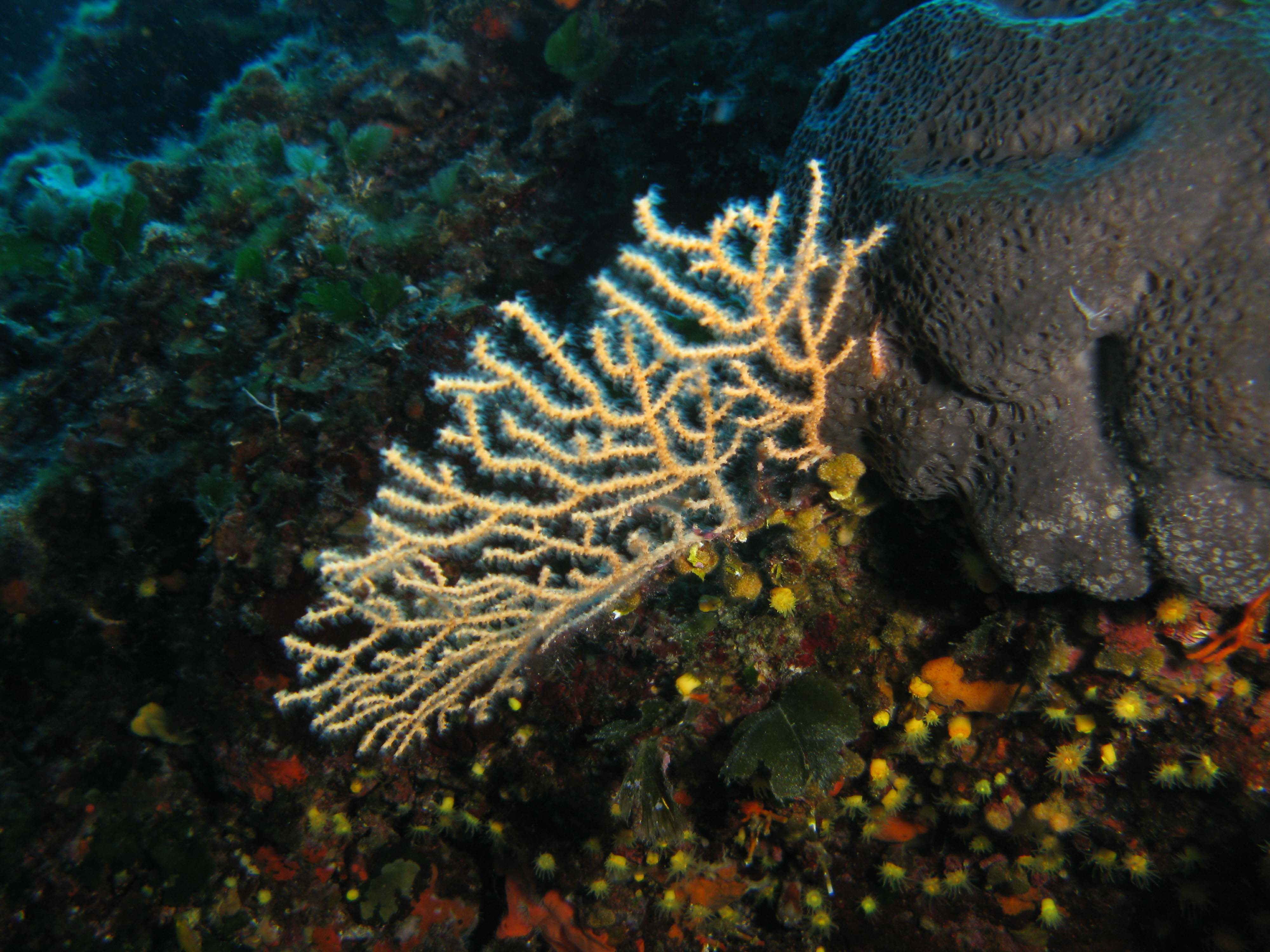 Pink sea fan & Black sponge