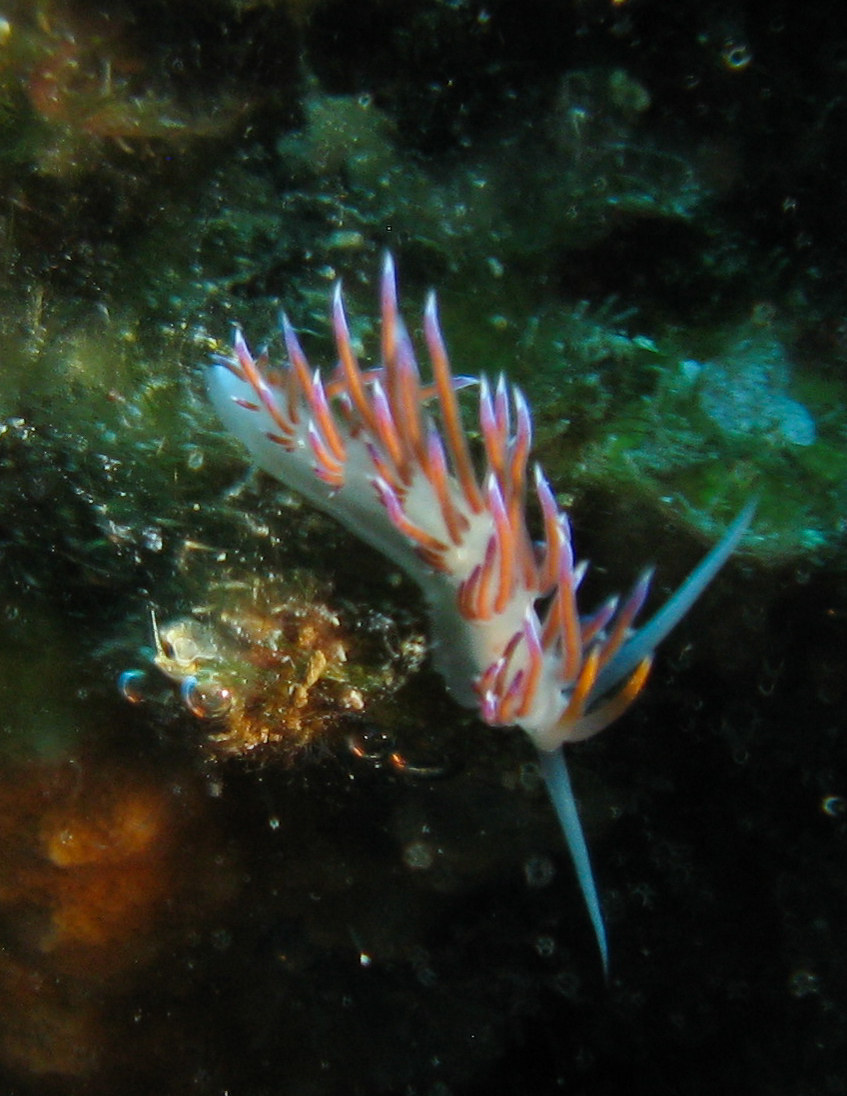 Nudibranch