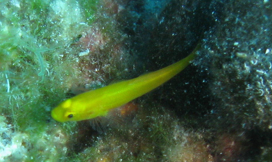 Blenny?