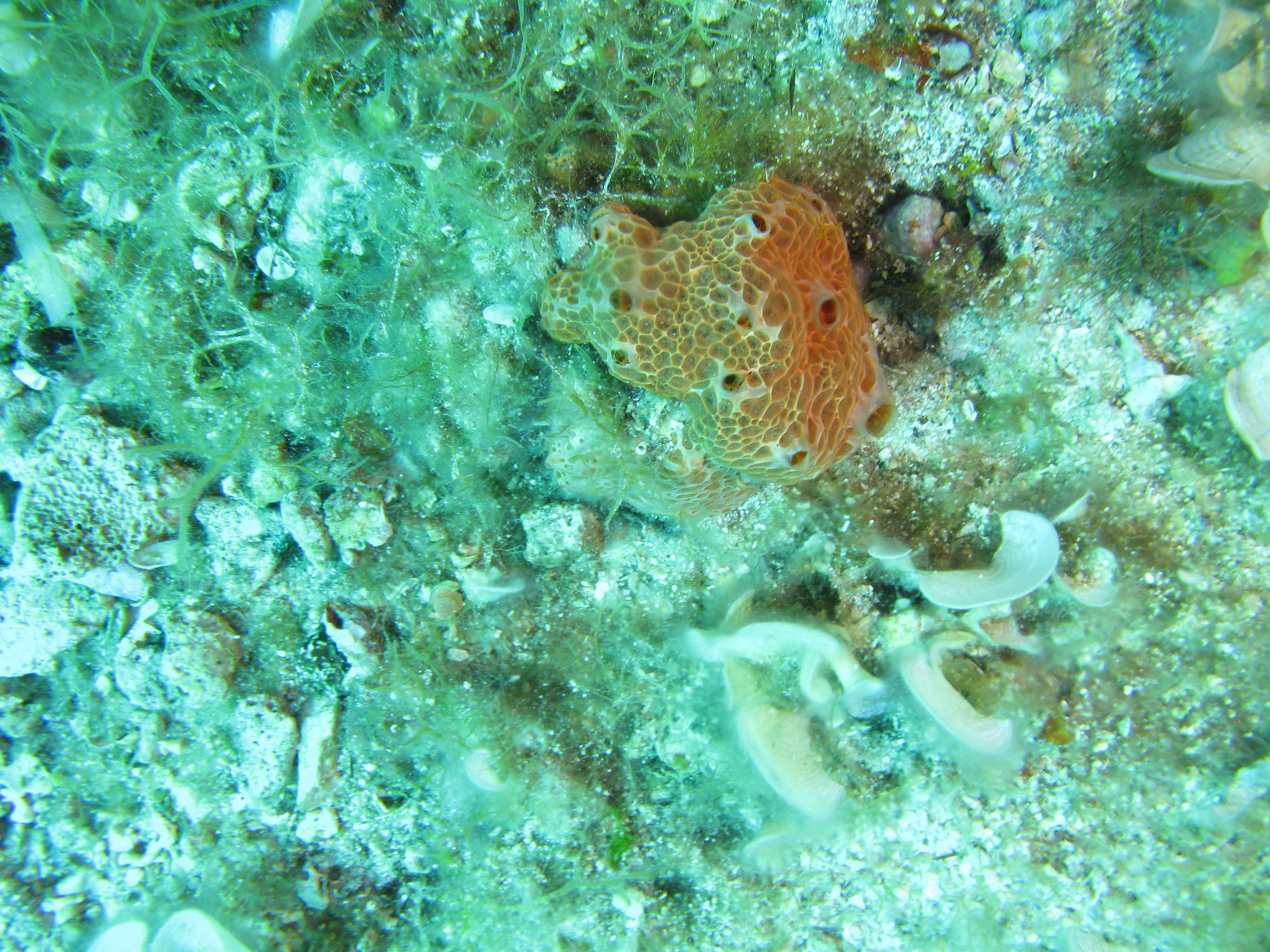 Sponge (Hemimycale columella)