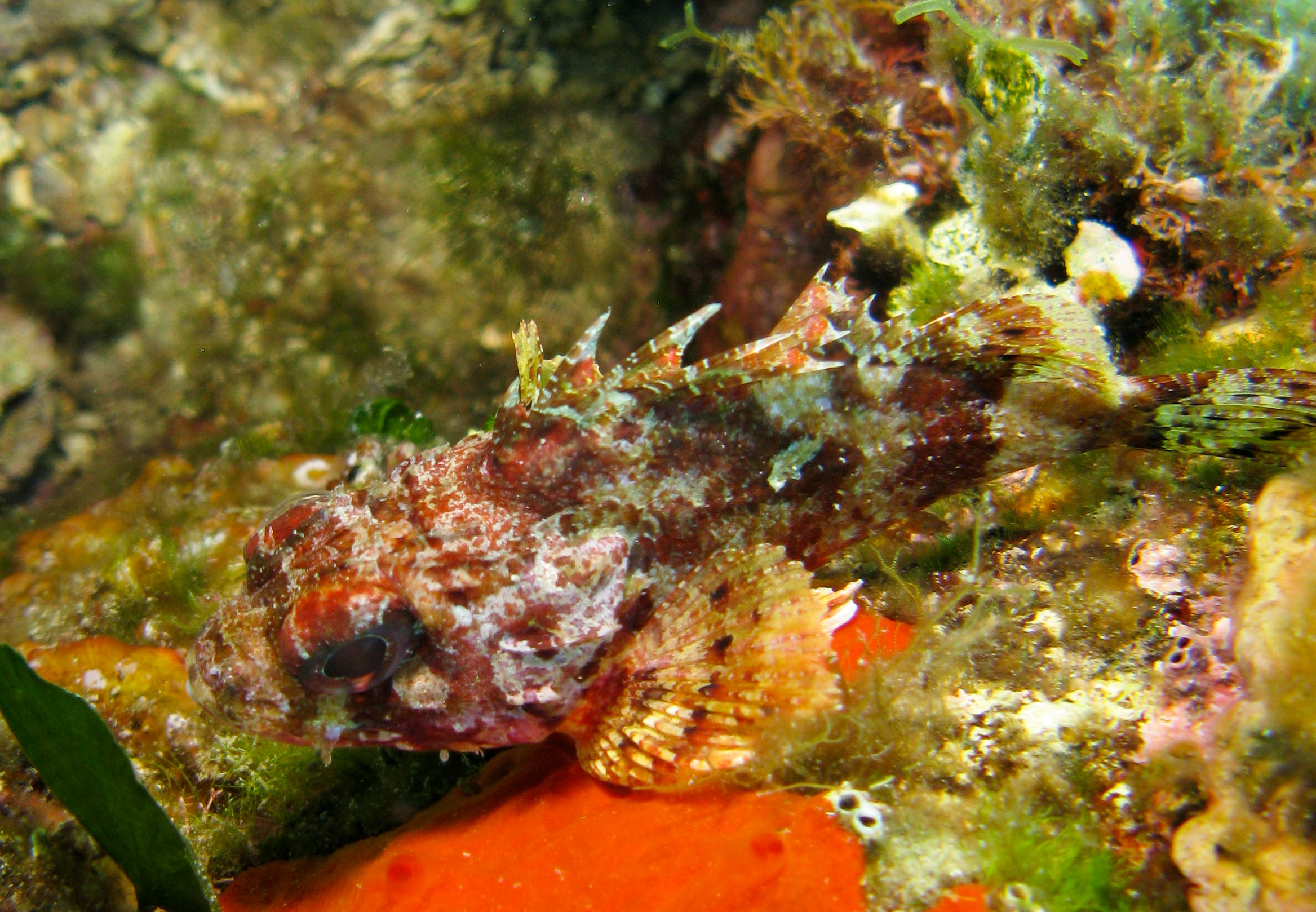 Scorpionfish