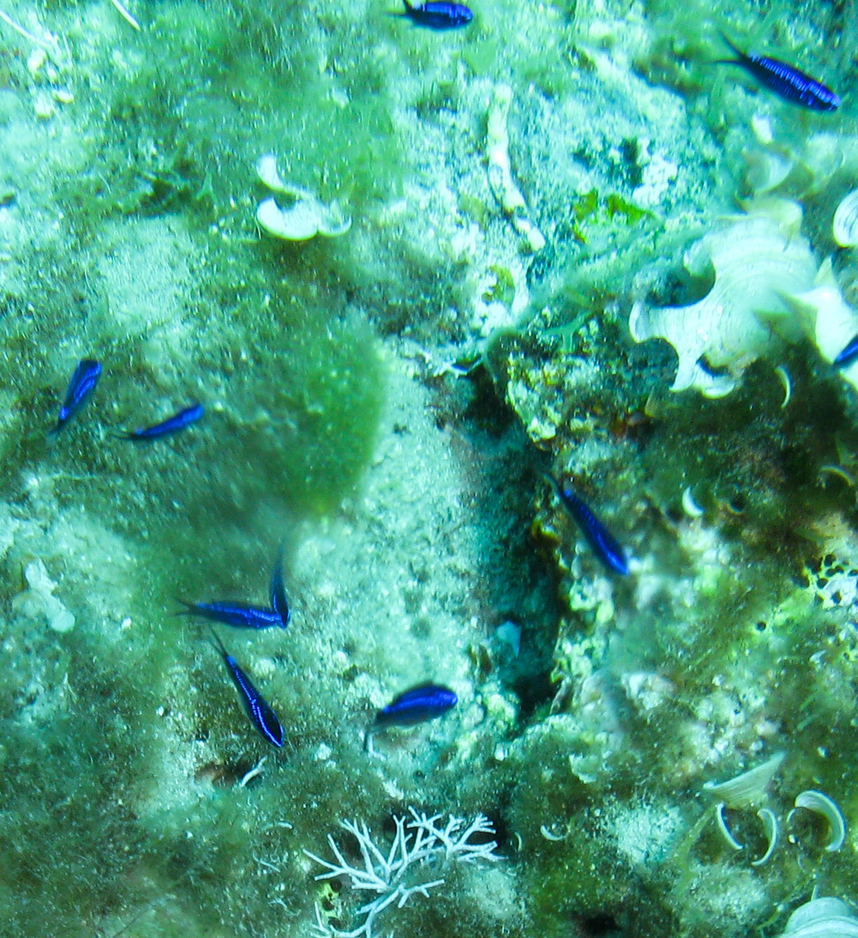 Juvenile Damselfish (Chromis)