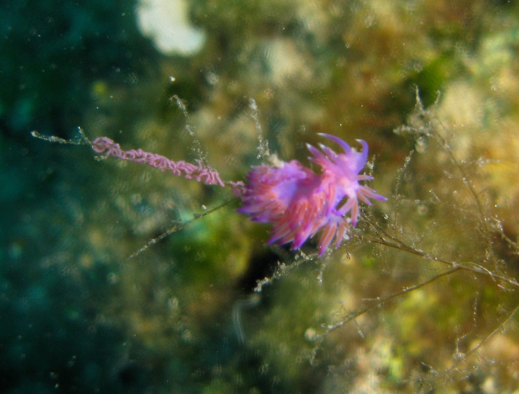 Purple nudibranch (Flabellina affinis) & eggs on Sea Fir