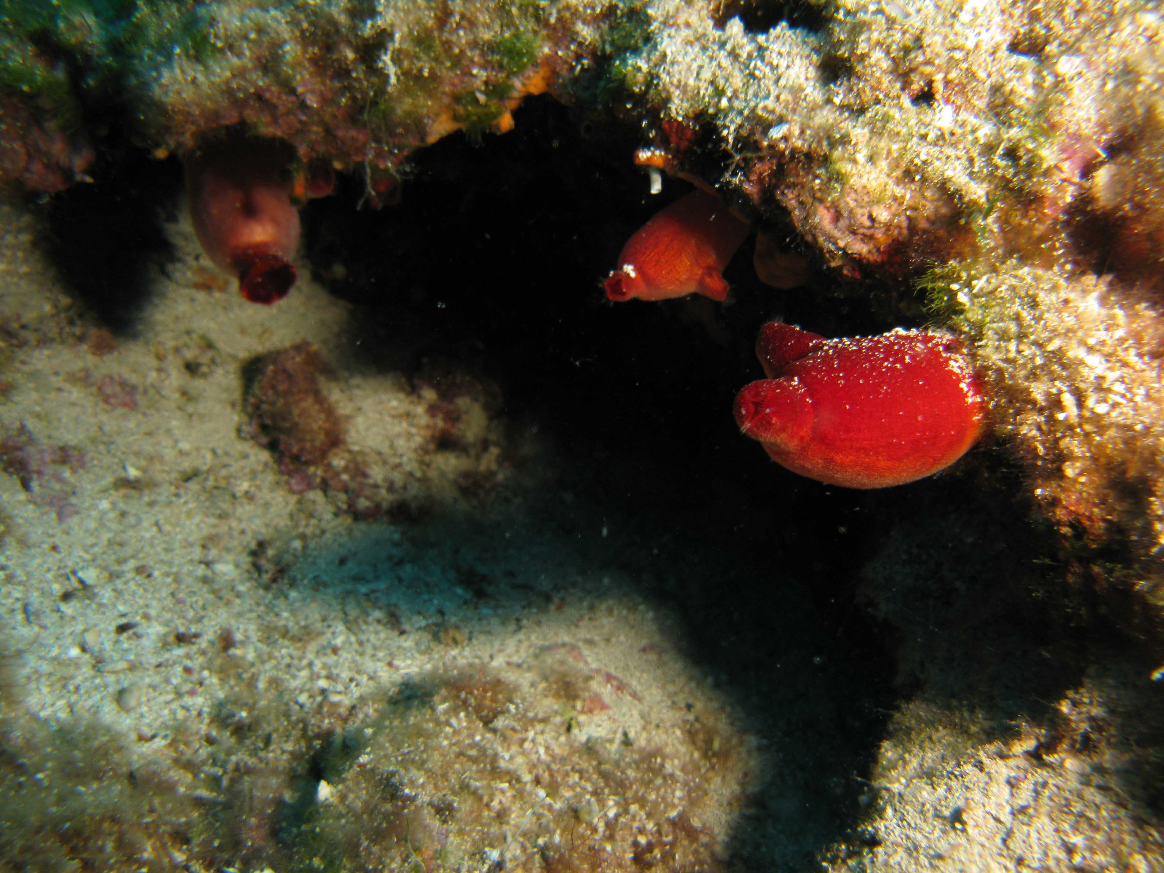 Sea squirts (Dendrodoa)