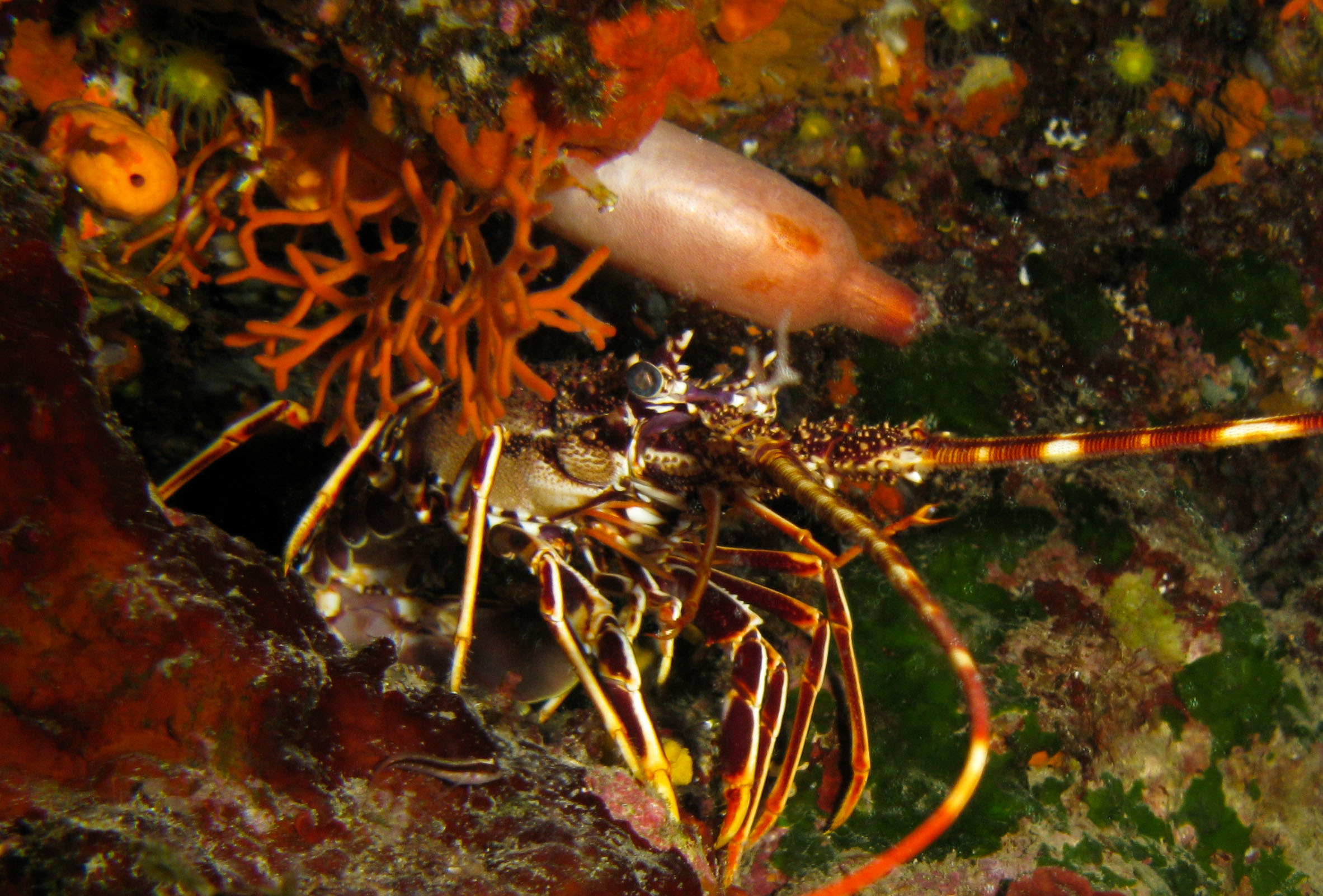 Lobster under sea squirt