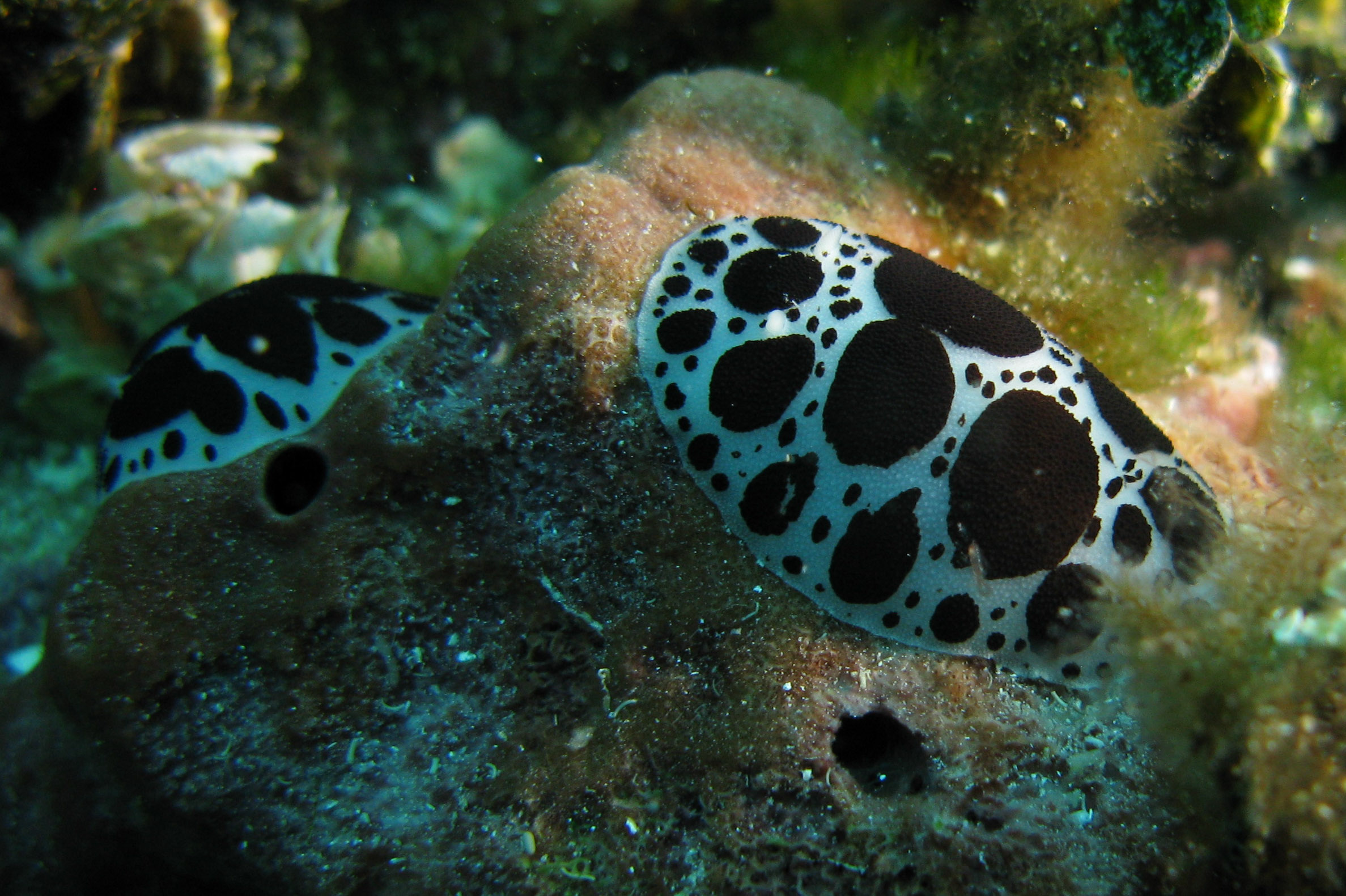 Dalmatian nudibranch (Spotted doris)