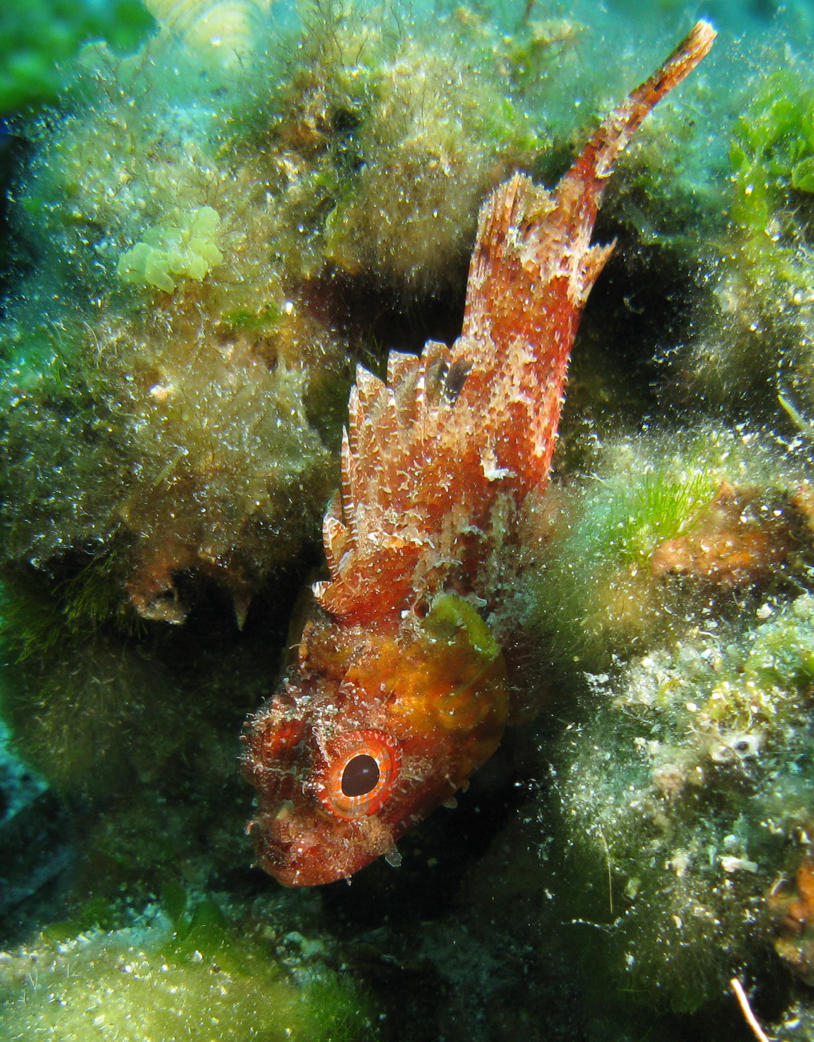 Scorpionfish