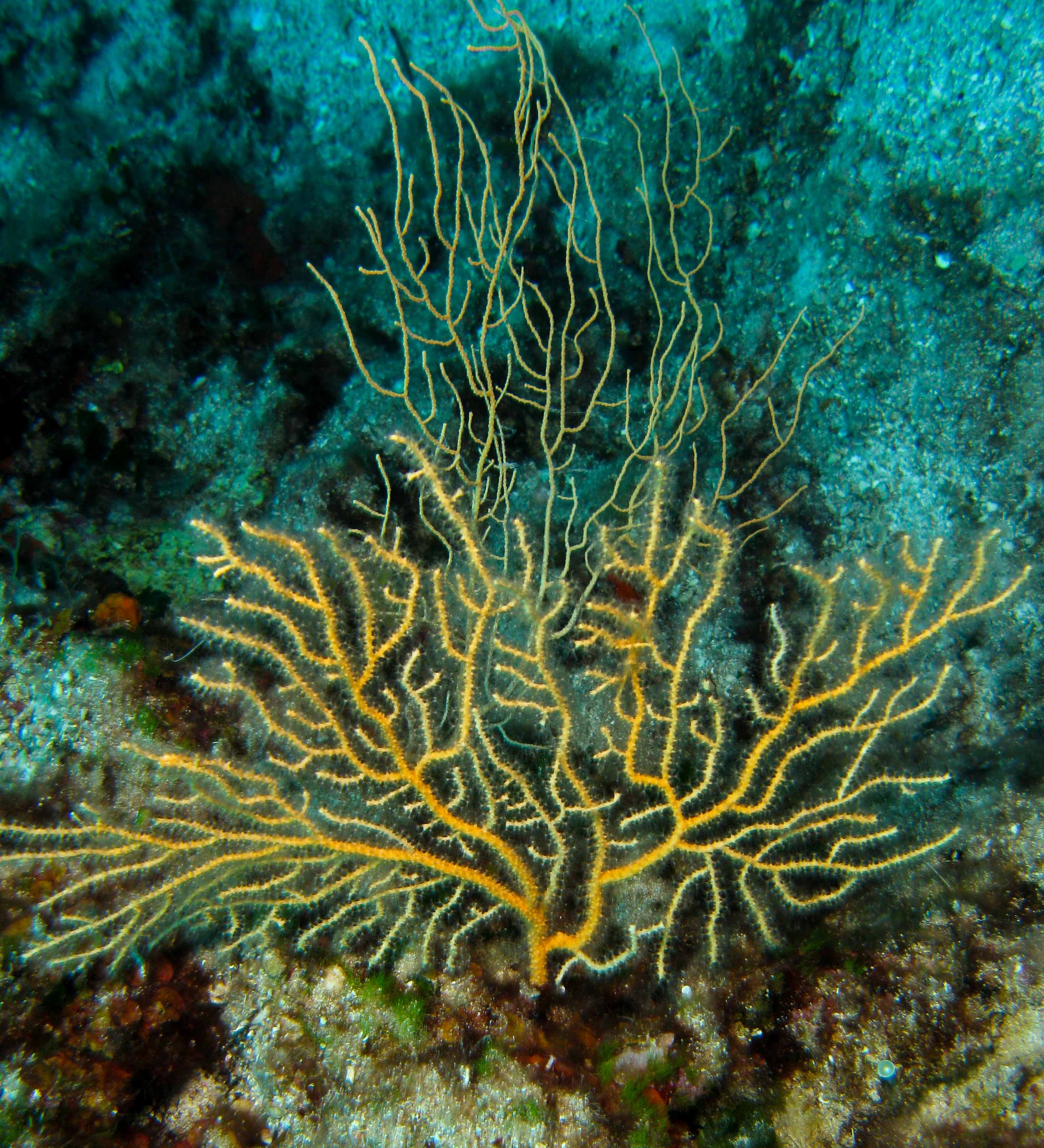 Yellow sea fan (Eunicella cavolinii)