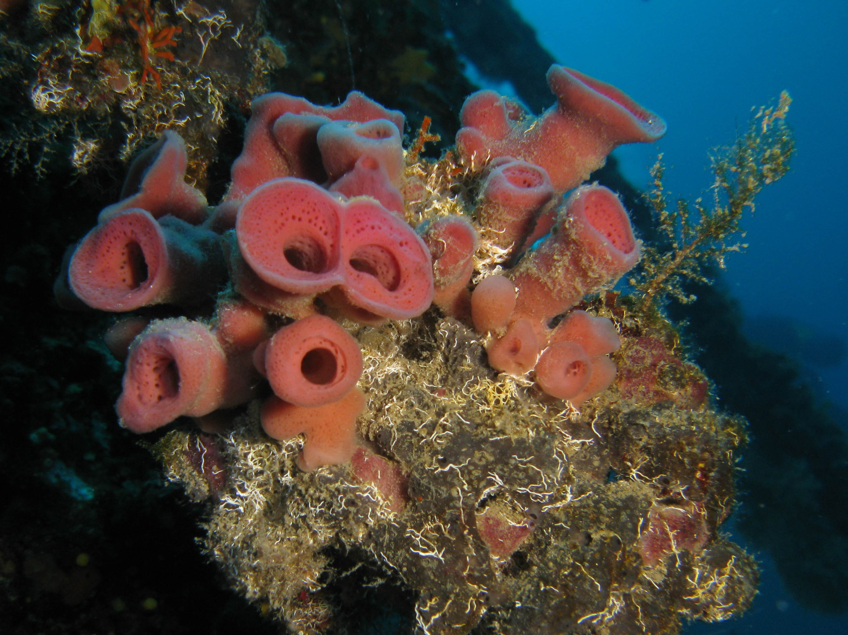 Red sea squirt (Dendrodoa)