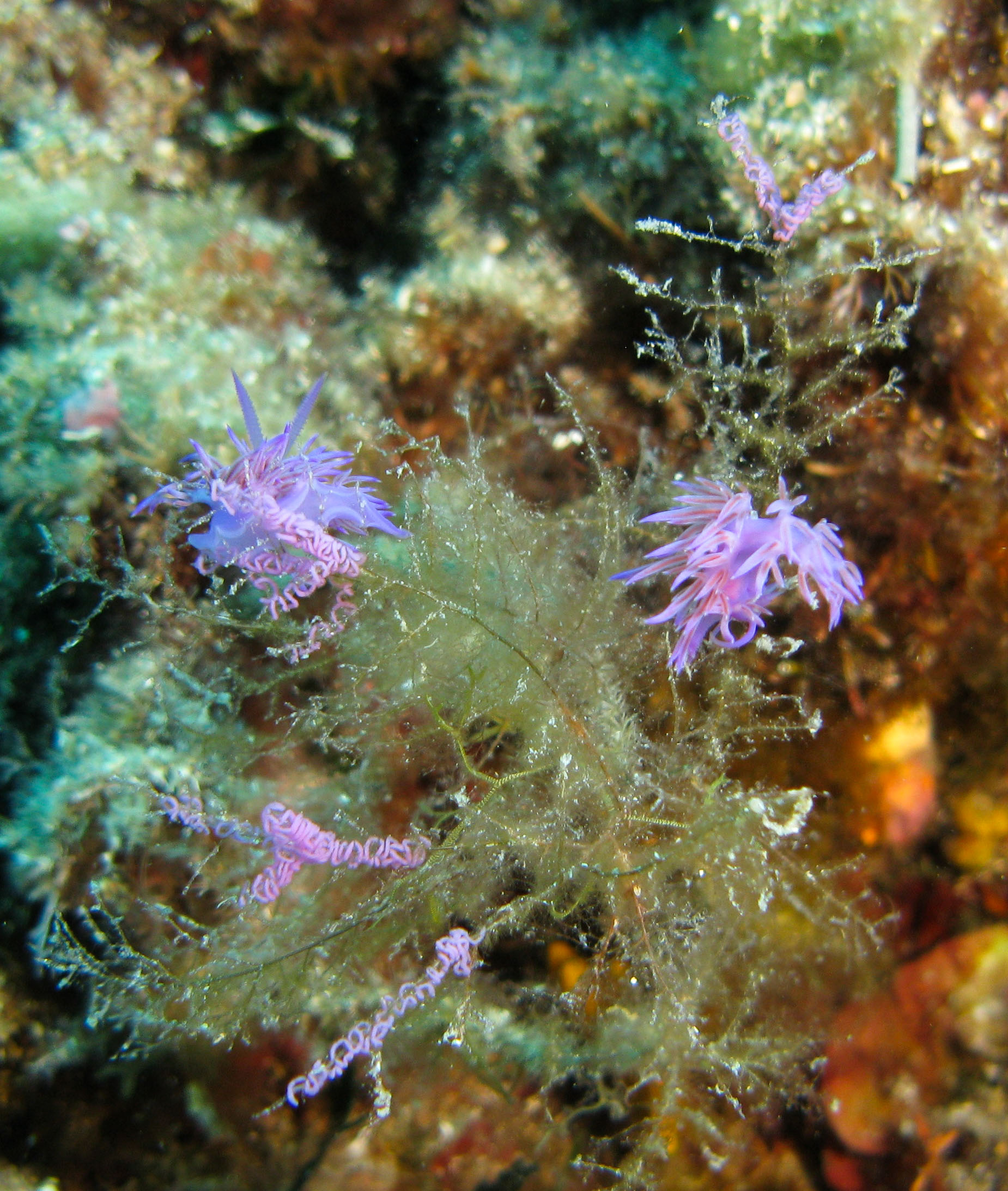Purple nudibranch (Flabellina affinis) & eggs on Sea Fir