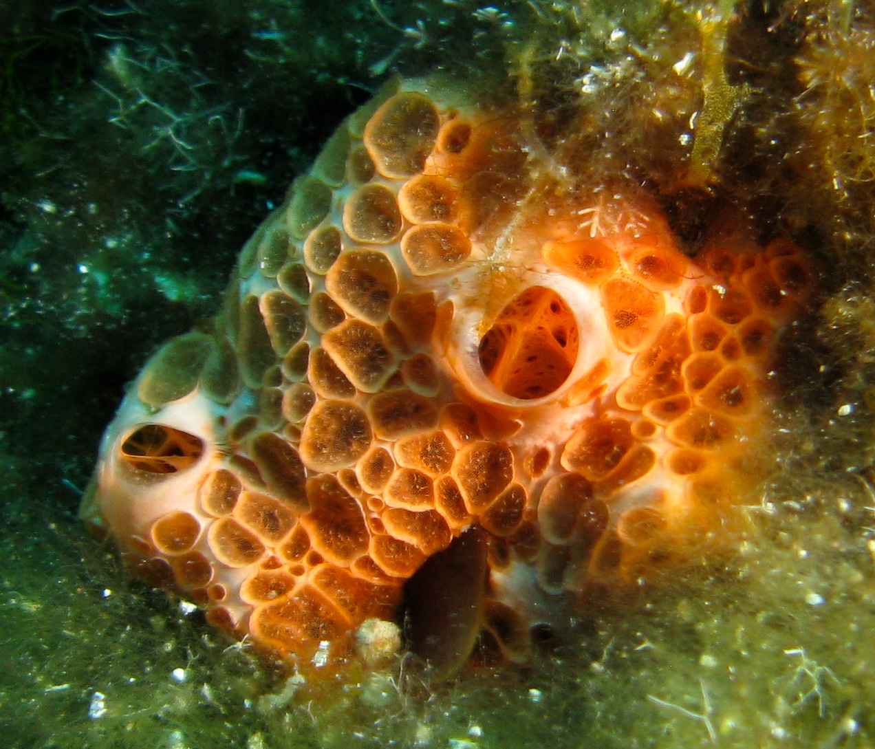 Crater sponge (Hemimycale columella)