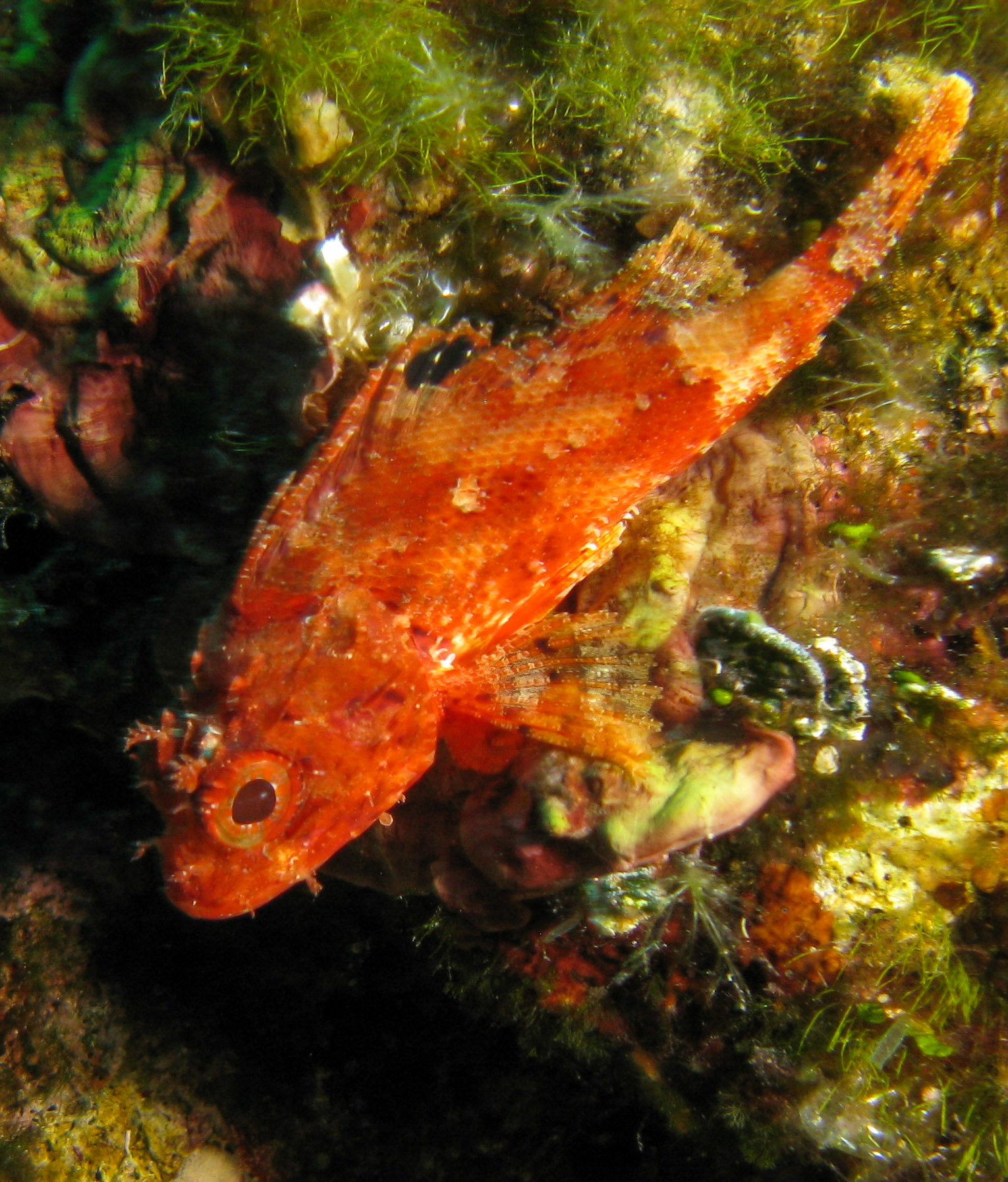 Scorpionfish