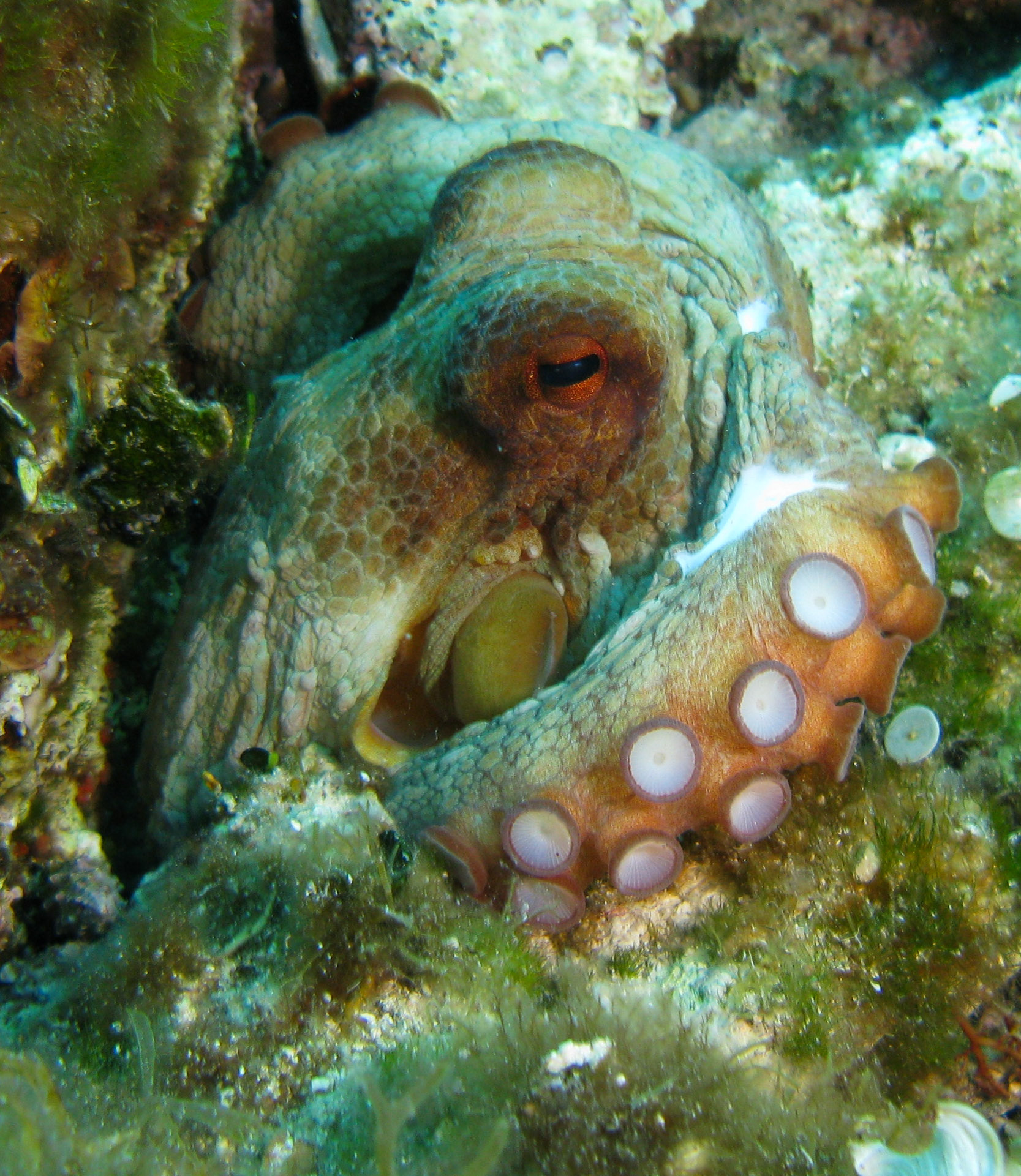 Octopus
