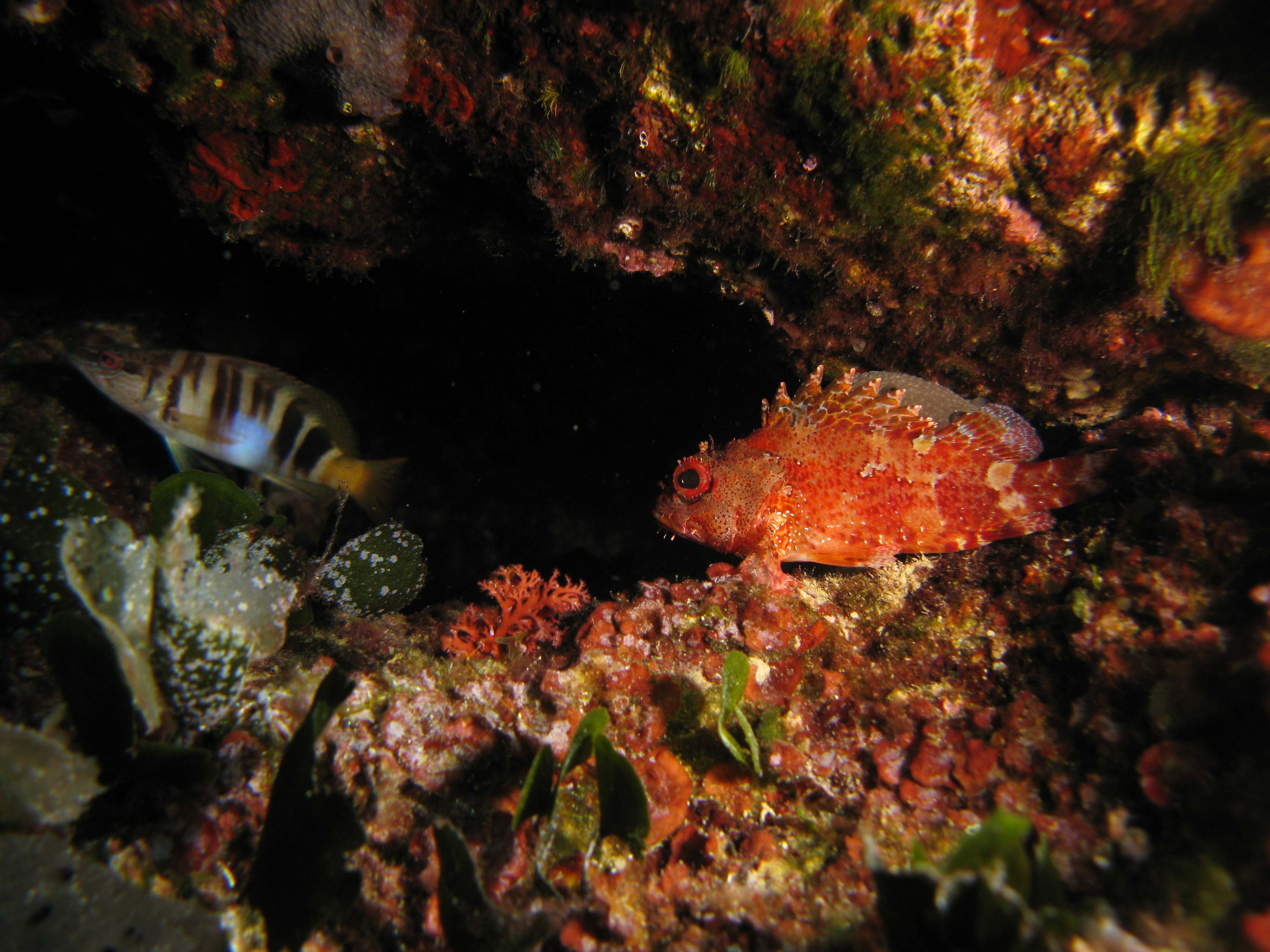 Painted Comber & Scorpionfish