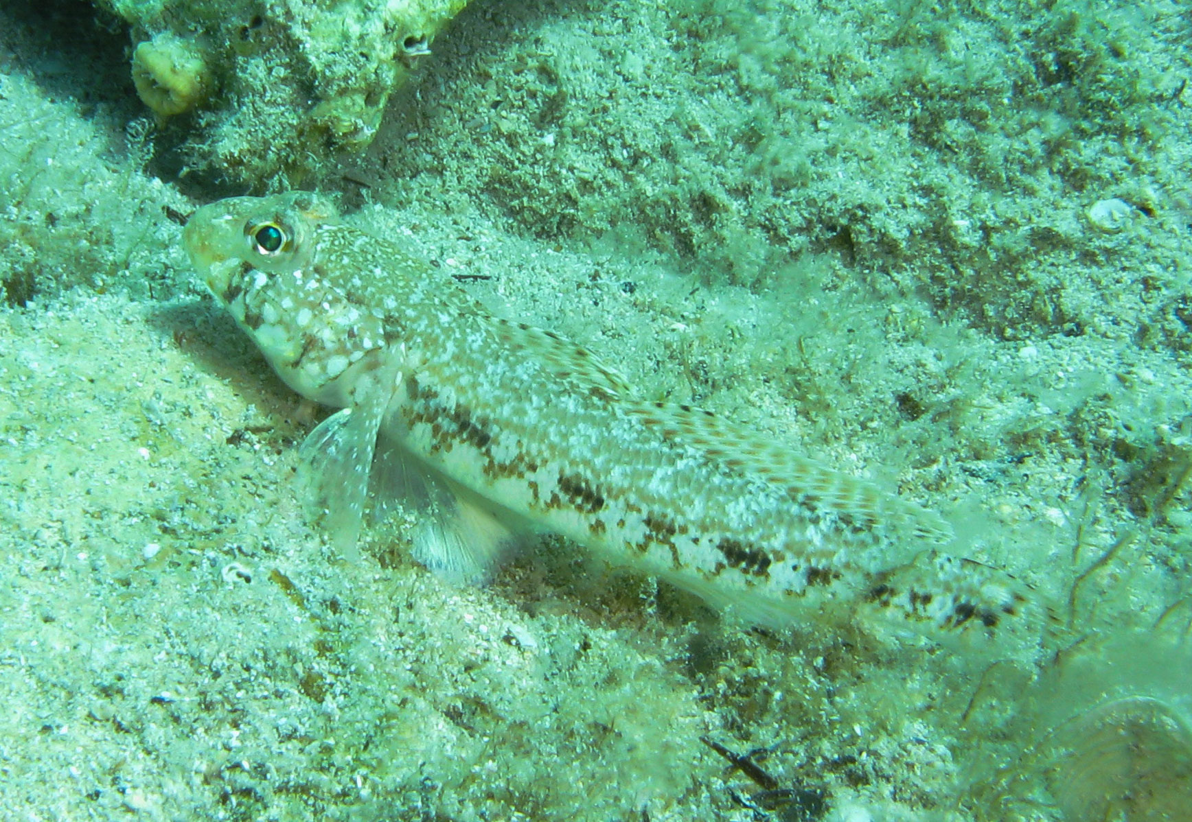 Sand goby