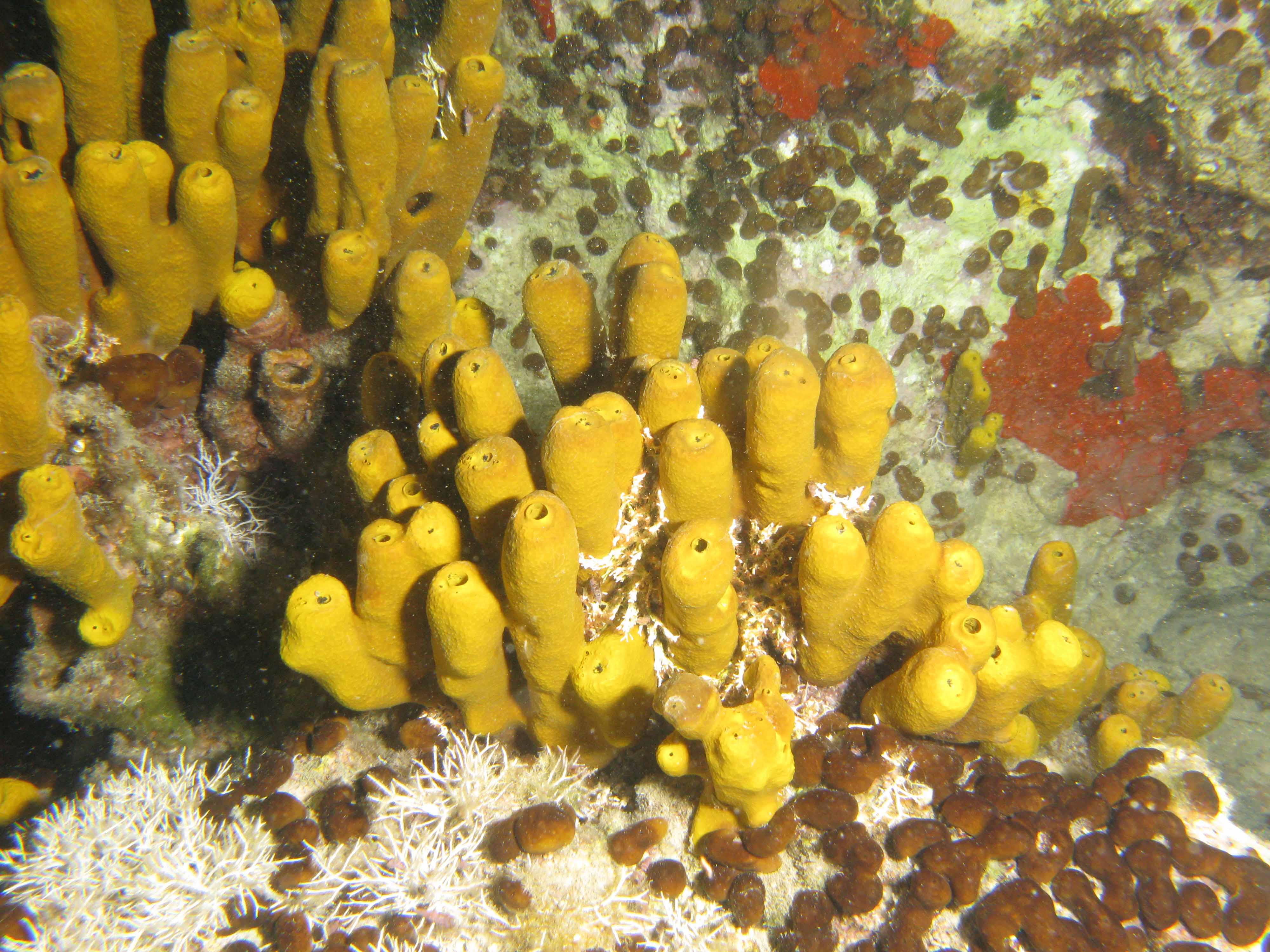 Yellow tube sponge & Potato sponge