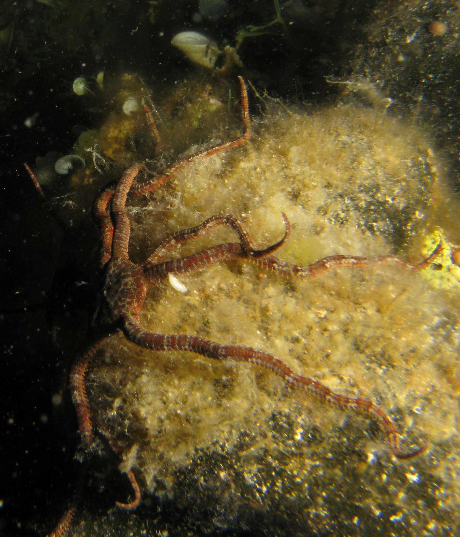 Long-armed brittlestar
