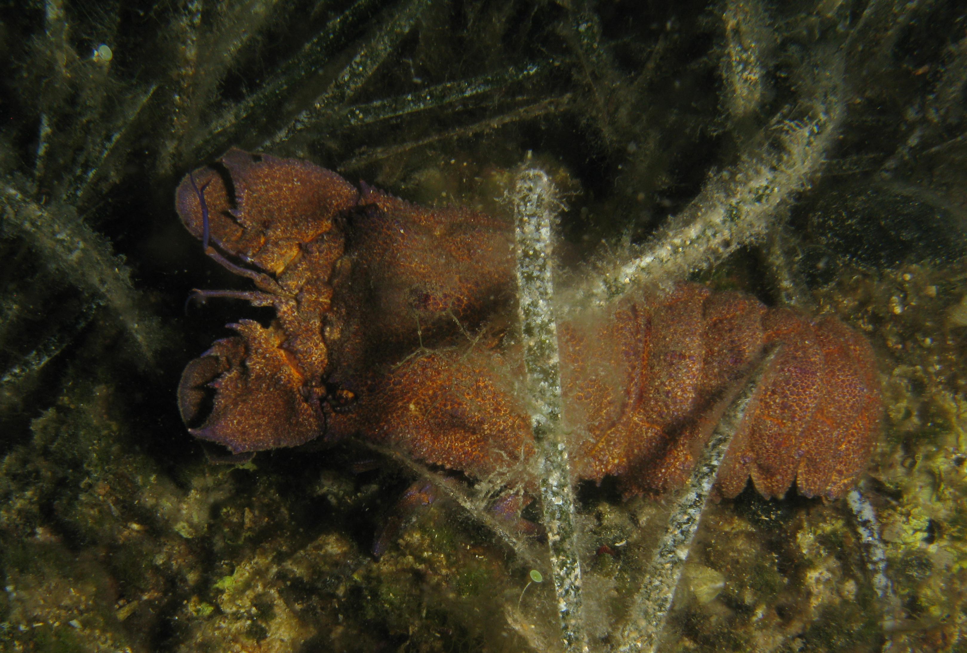 Small locust lobster