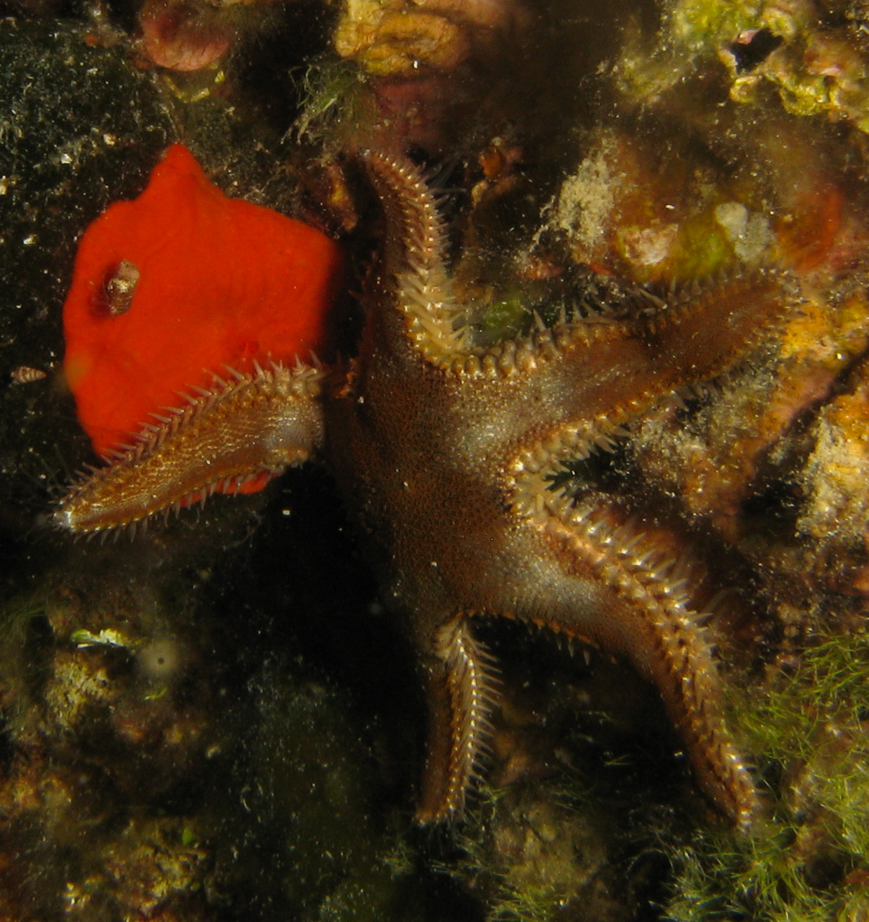 Sand star (Astropecten irregularis)