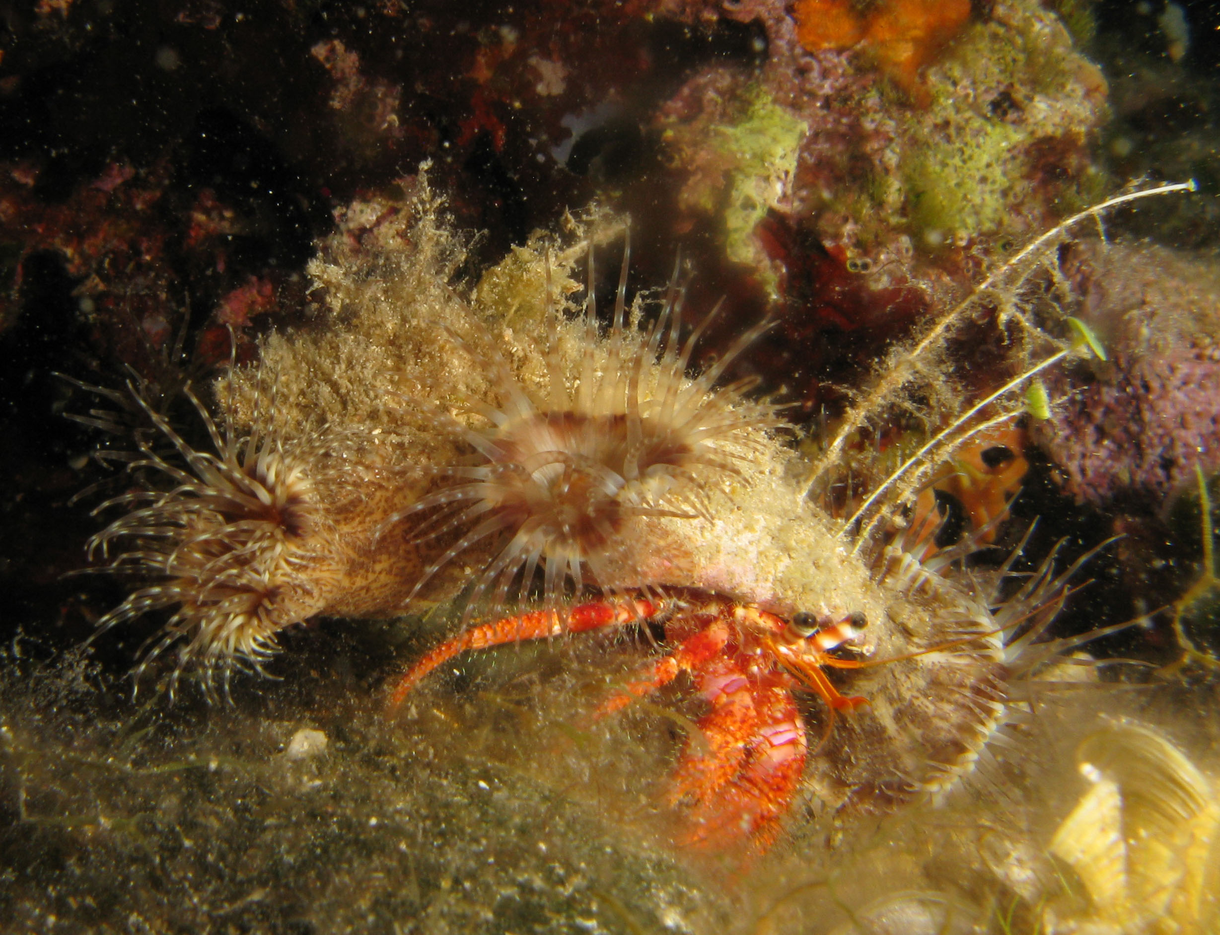 Hermit crab with anemones