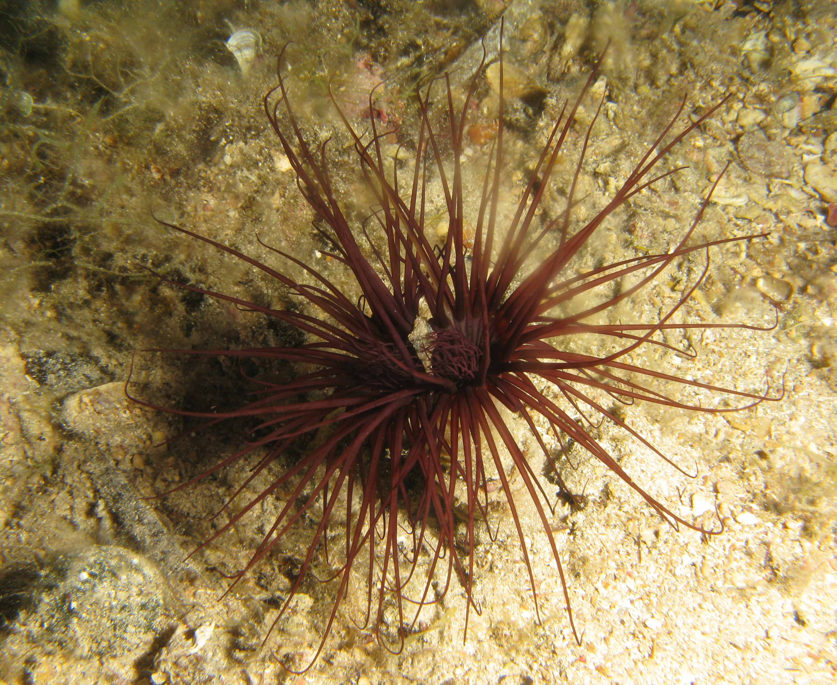 Brown tube anemone