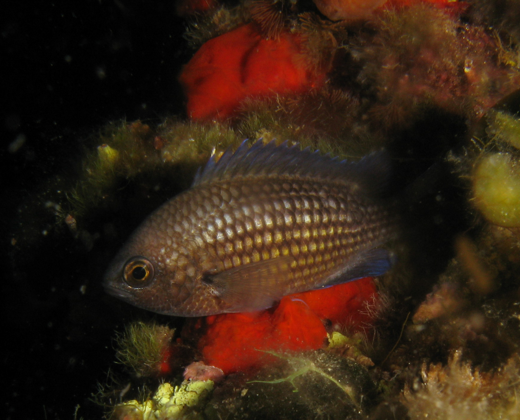 Damselfish (Chromis)