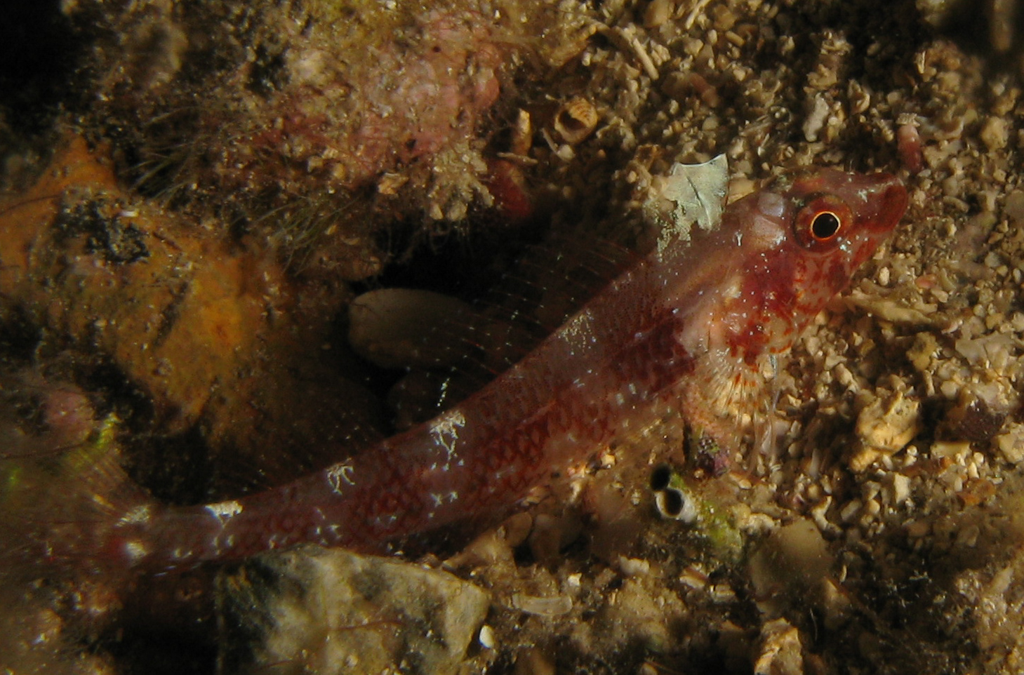 Small triplefin (blenny)