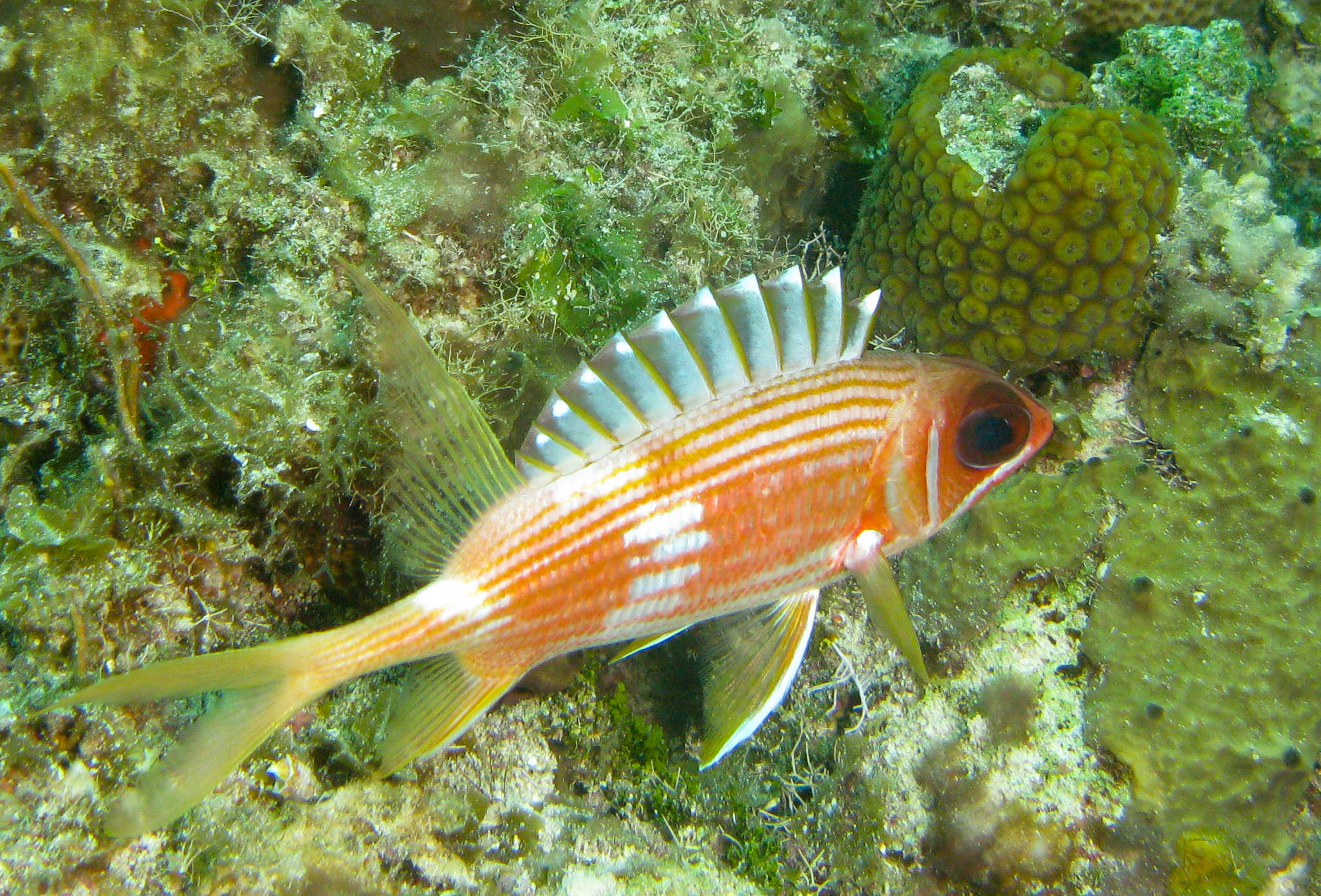 Squirrelfish