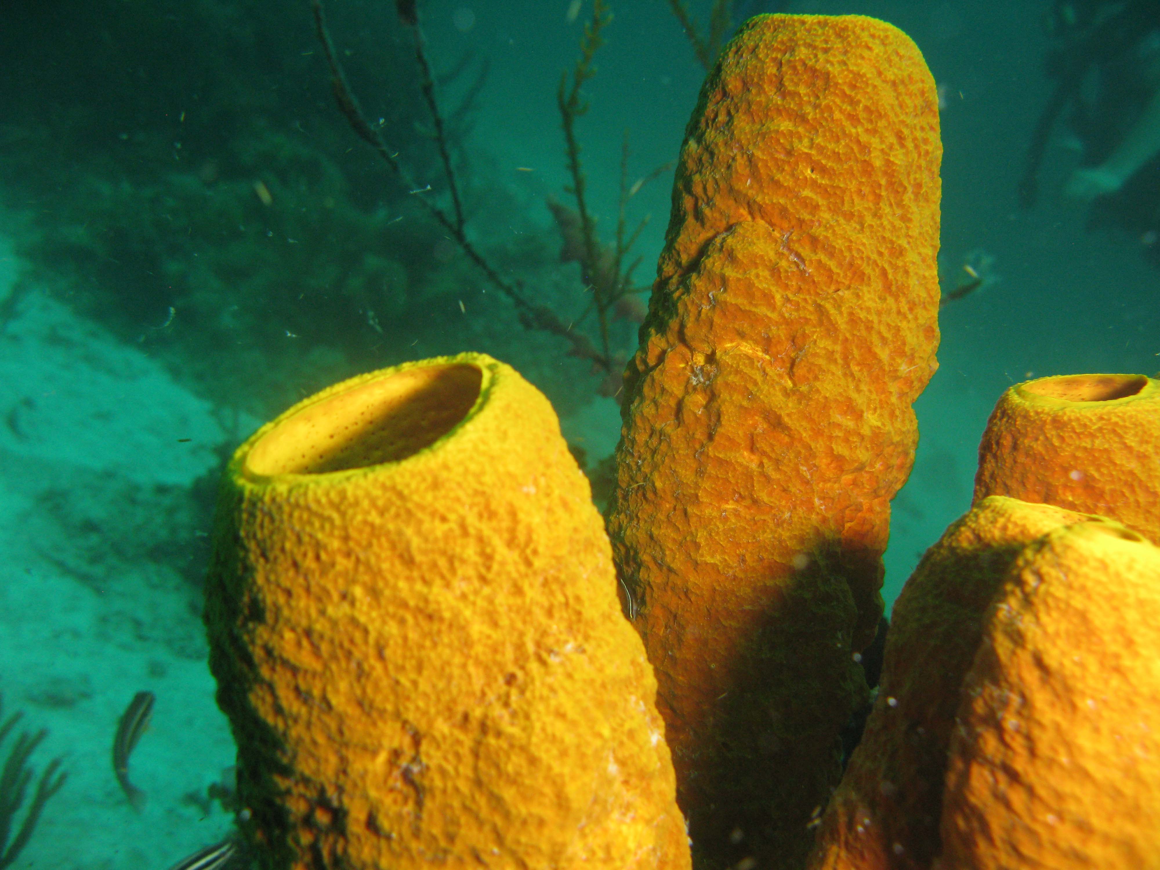 Yellow tube sponge